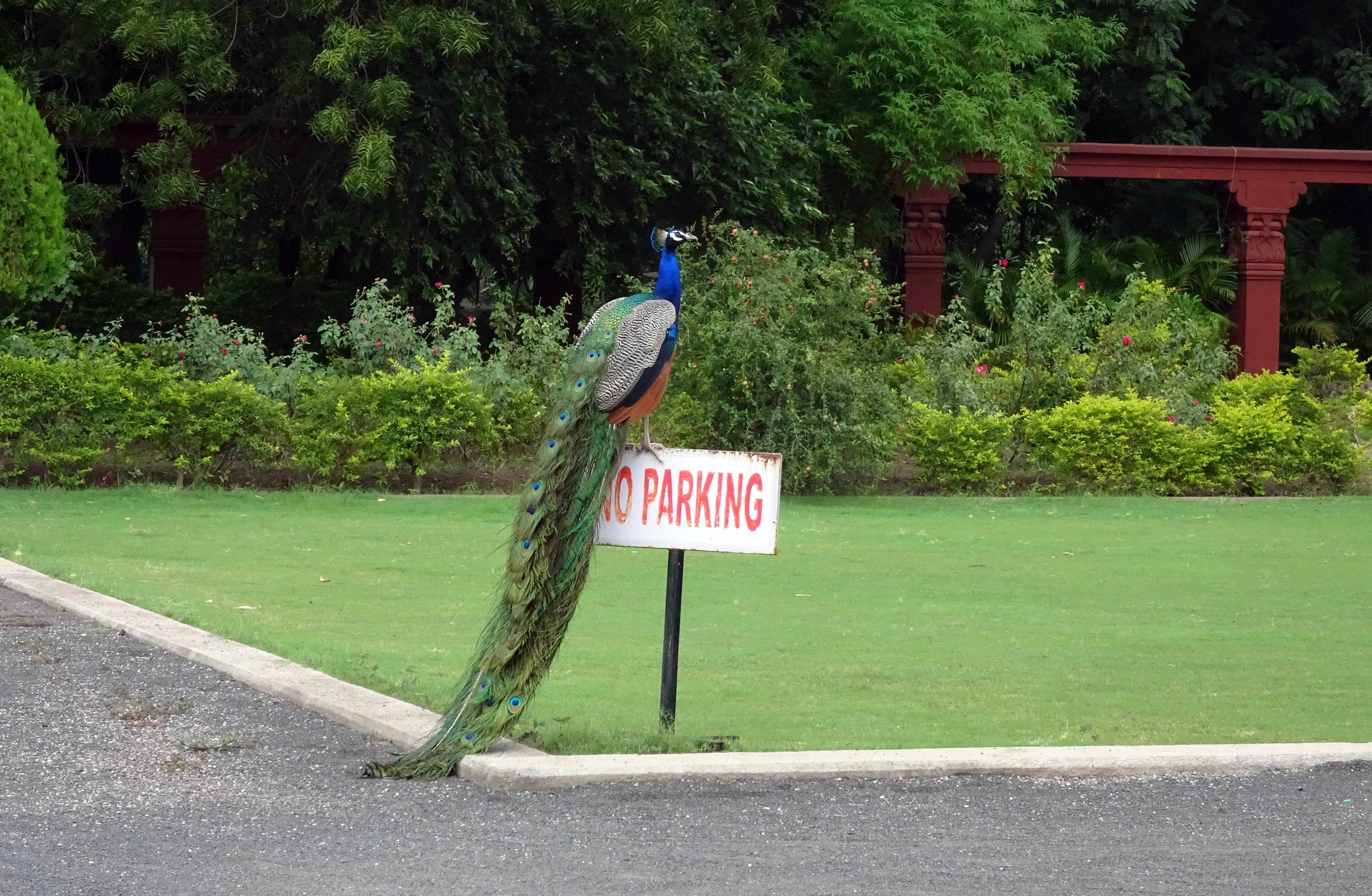 day, road sign, vertebrate, pheasant, tree, pavo cristatus, elegant, guidance, text, message, animal wildlife, feather, vibrant, bird, aves, nature, sign, HD Wallpaper