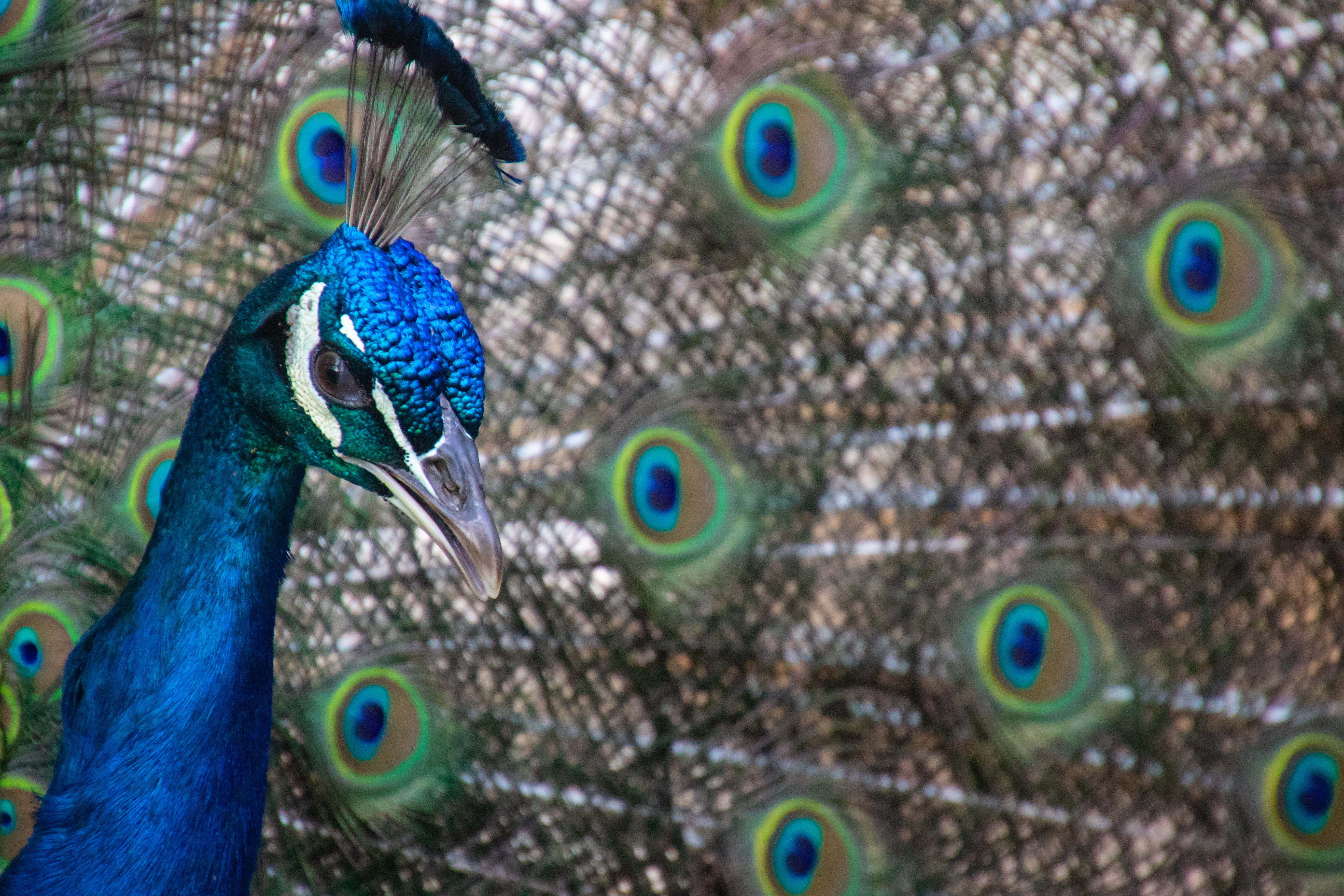 HD, green, colourful, beauty in nature, no people, animal eye, close, animal neck, photography, tail, peafowl, male, animal wildlife, one animal, HD Wallpaper