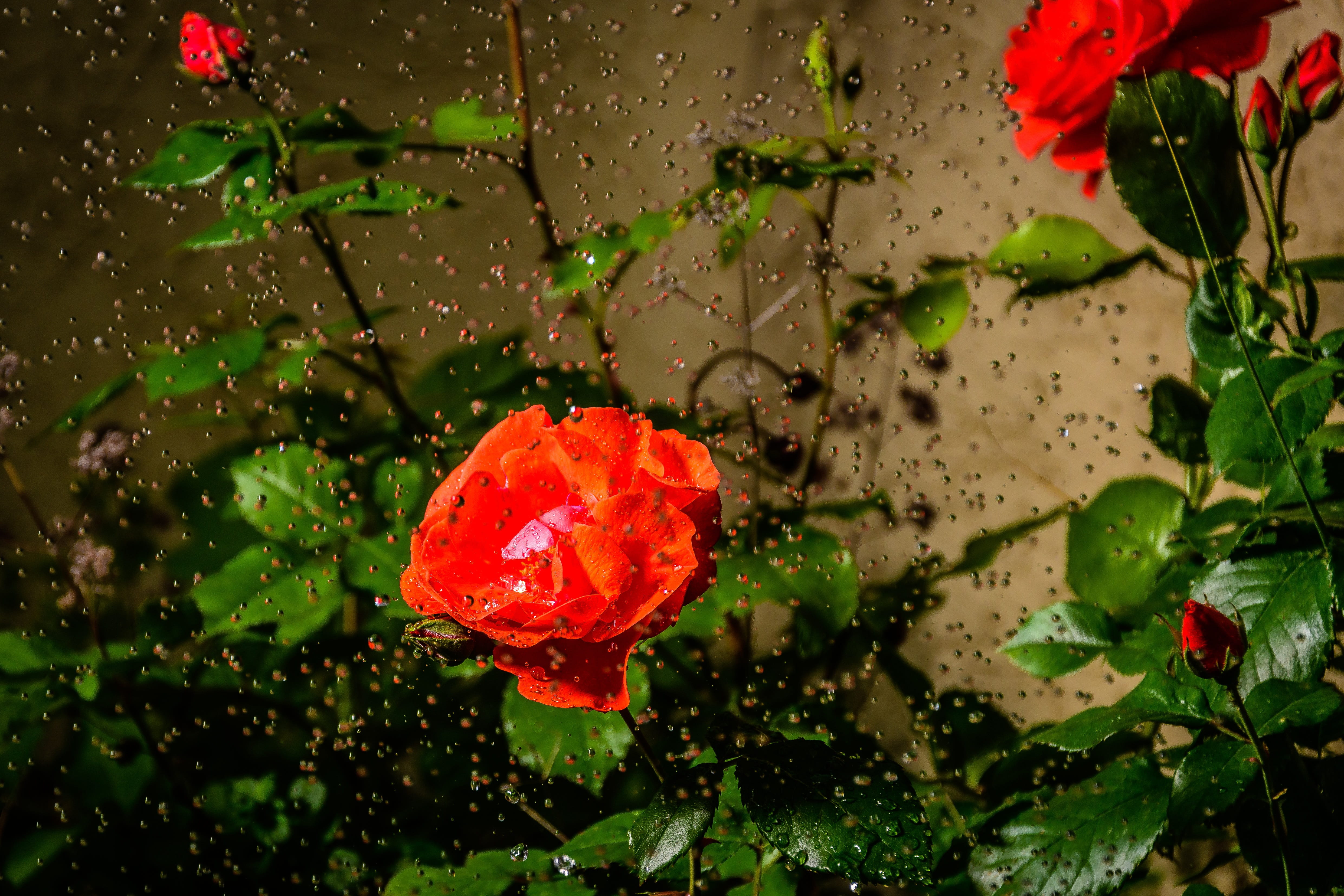 red, rainy season, rain, nature, wet, outdoors, raindrop, freshness, romantic, water, growth, plant part, 4K, flower, roses, dew, leaf, petal, hss, plant, HD Wallpaper