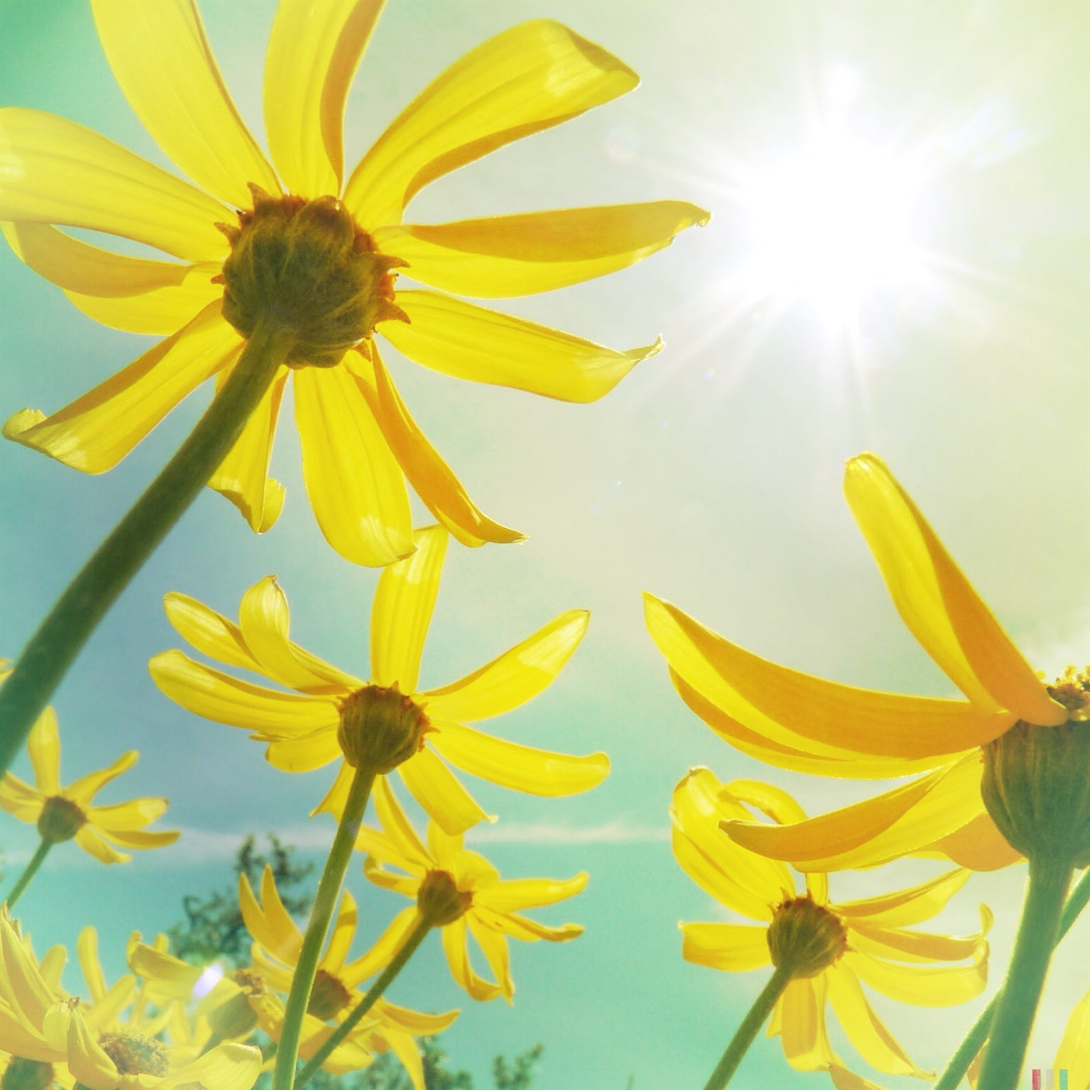 Jimmy, heart, HSS, summer, photo, petal, Film, yellow, reflection, 720P, flower, sunflower, nature, plant, Lens, sun, Phone HD Wallpaper