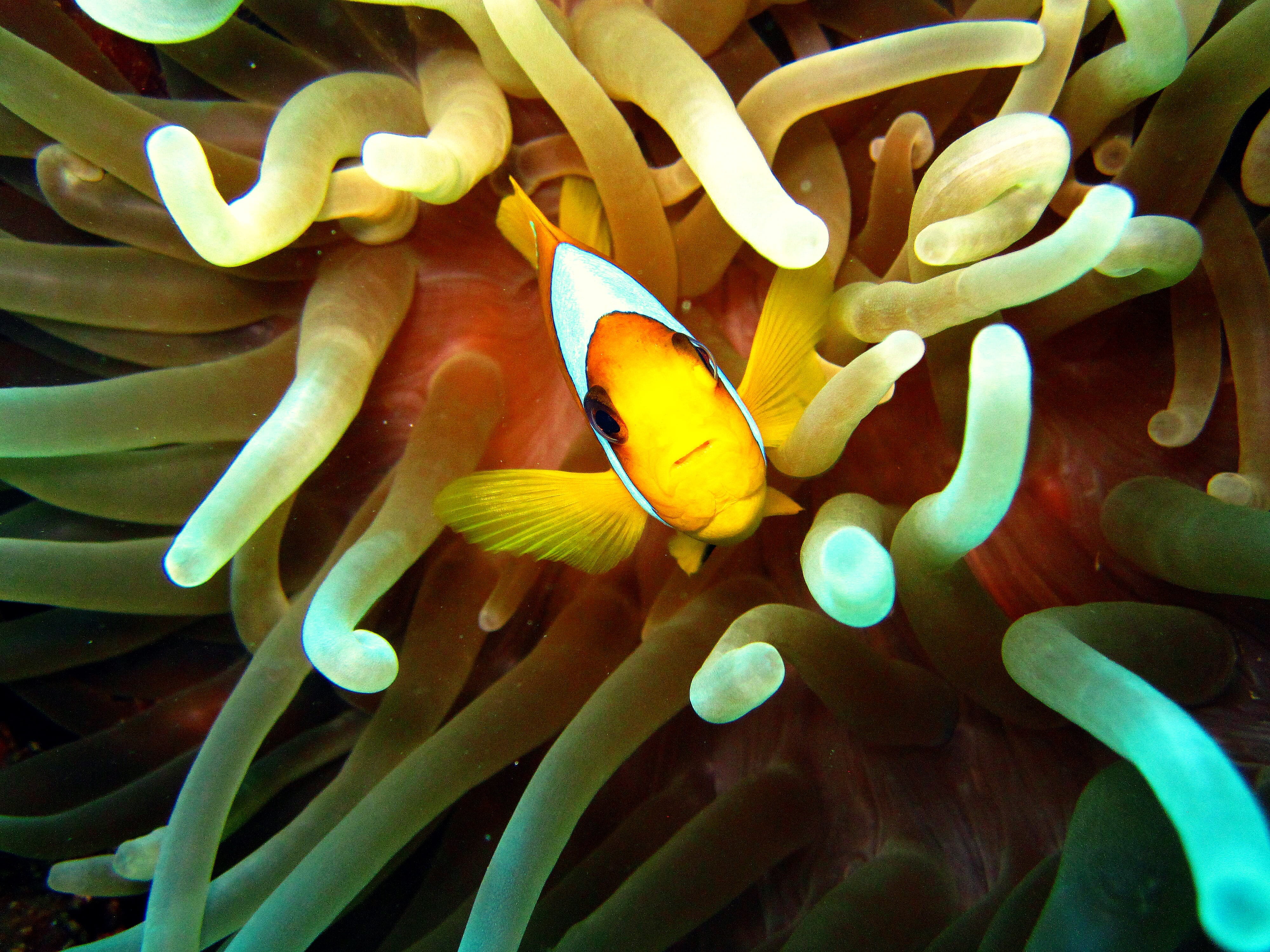 sea life, nature, outdoors, vertebrate, marine, animal wildlife, group of animals, clown fish, swimming, animal themes, nemo, undersea, underwater, animal, HD Wallpaper