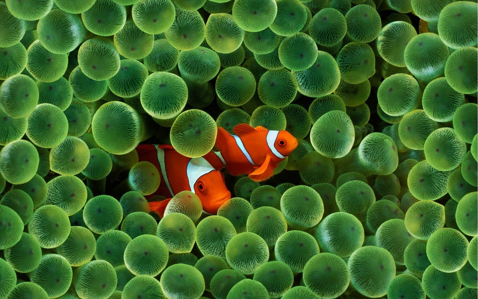 fish sea water finding nemo animals clownfish sea anemones apple inc_ iphone, swimming, nature, no people, invertebrate, animal themes, 720P, water, beauty in nature, HD Wallpaper