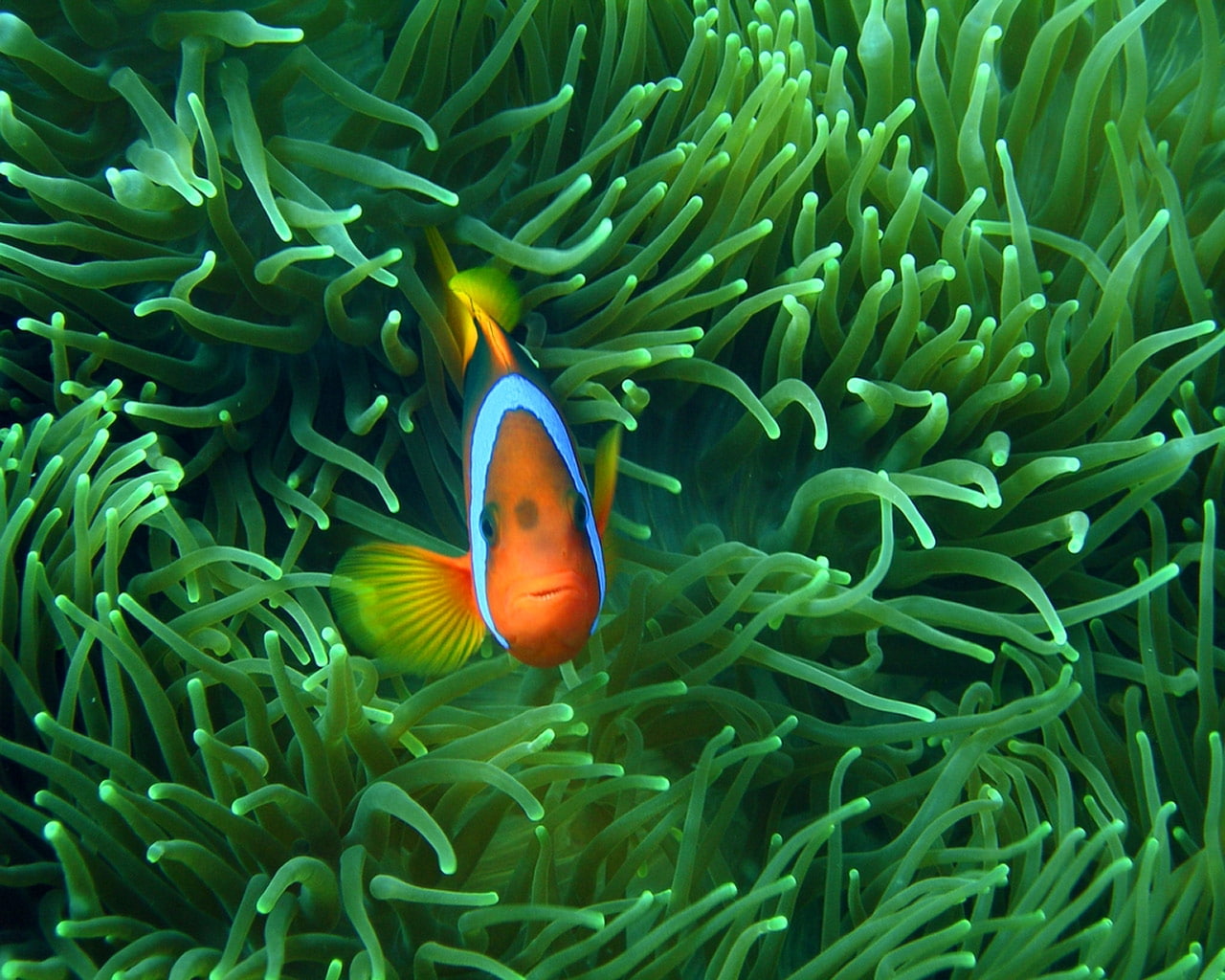720P, x, FISH, anemone, art, animals, hd, clownfish, HD Wallpaper