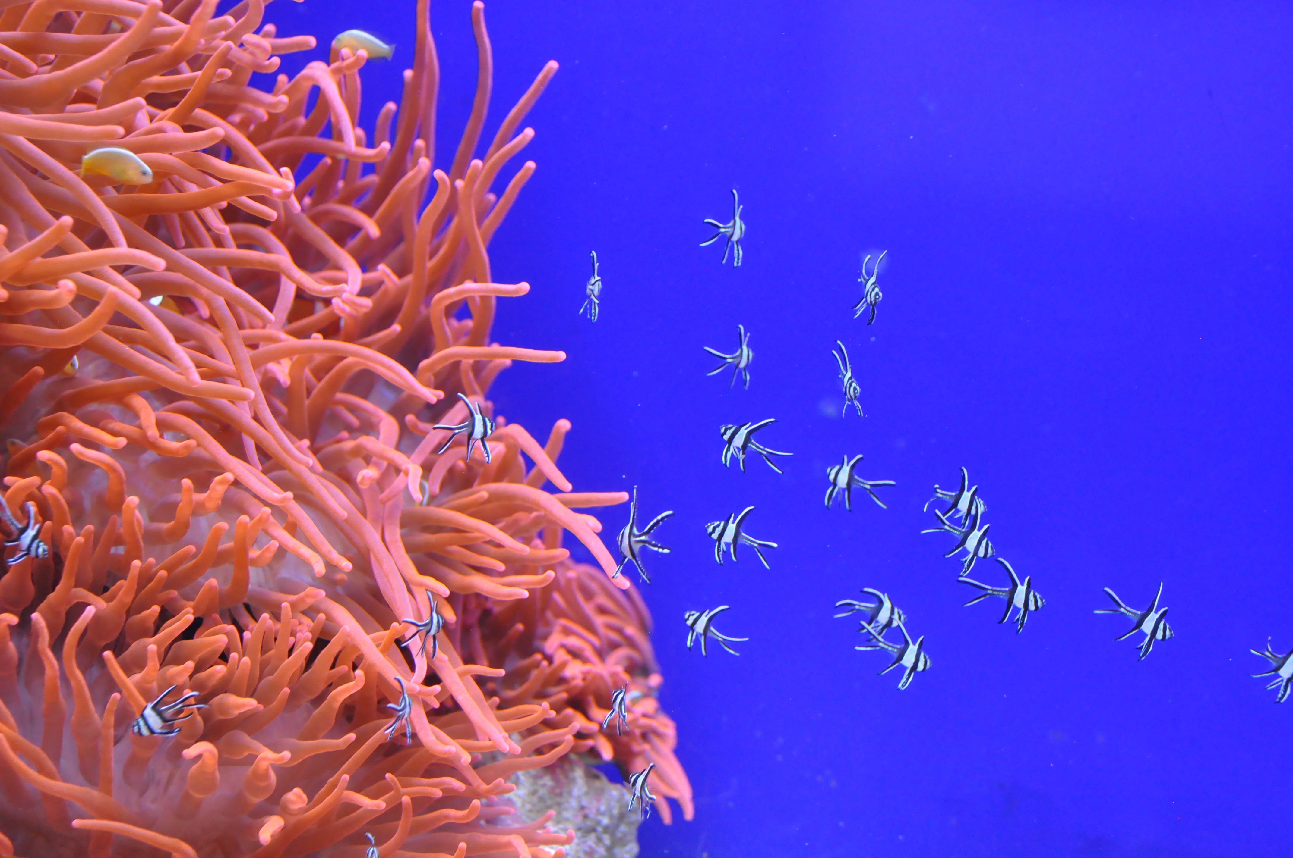 anemones, invertebrate, sailfish, sea, animals in the wild, 4K, no people, swimming, blue, vertebrate, ecosystem, white, animal wildlife, and small, coral, HD Wallpaper
