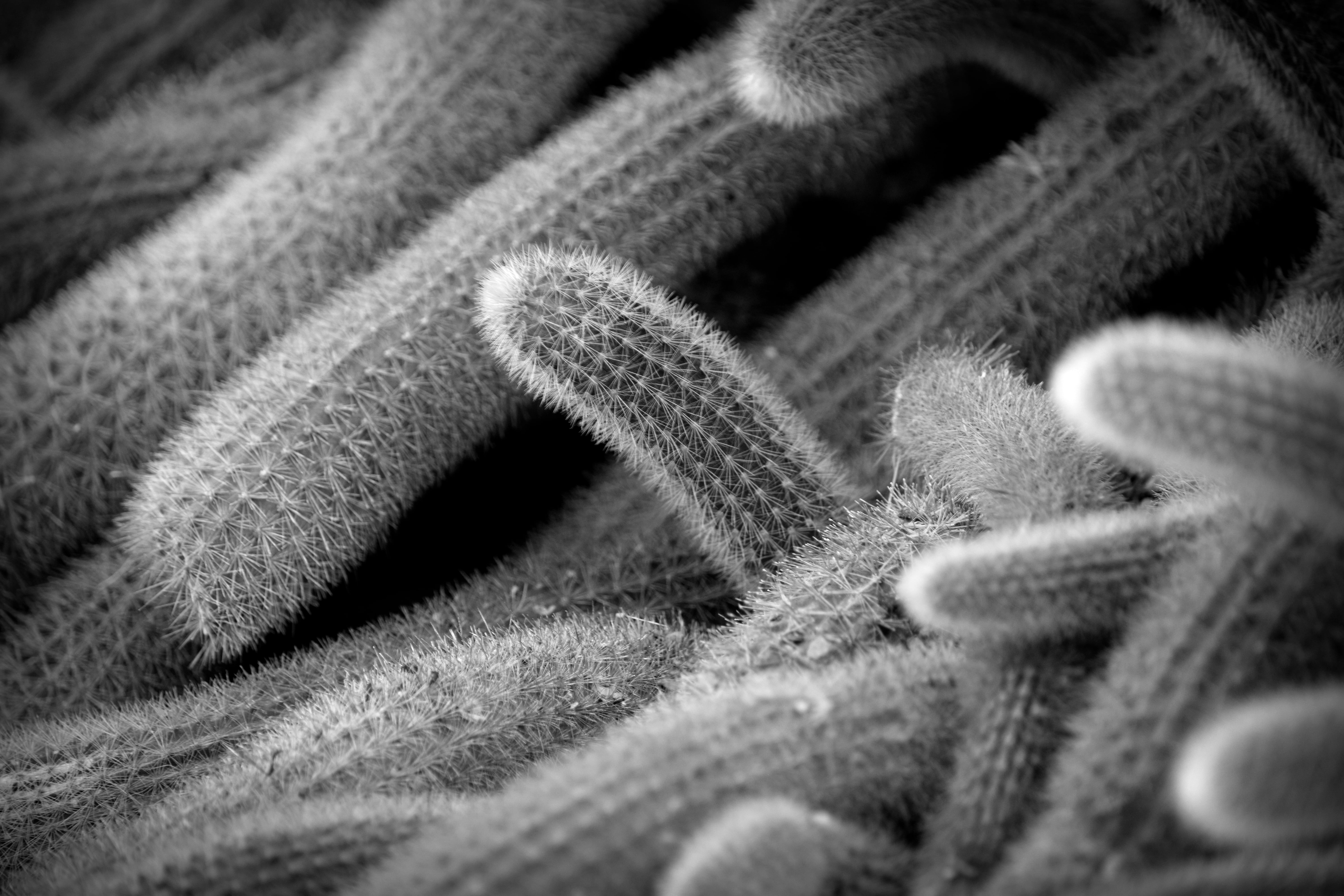 pattern, close-up, botanical  gardens, photography, washington  dc, alex  day, bacterias, needle, cactus, gray, textile, needles, Cacti, nikon  d3300, 5K, HD Wallpaper