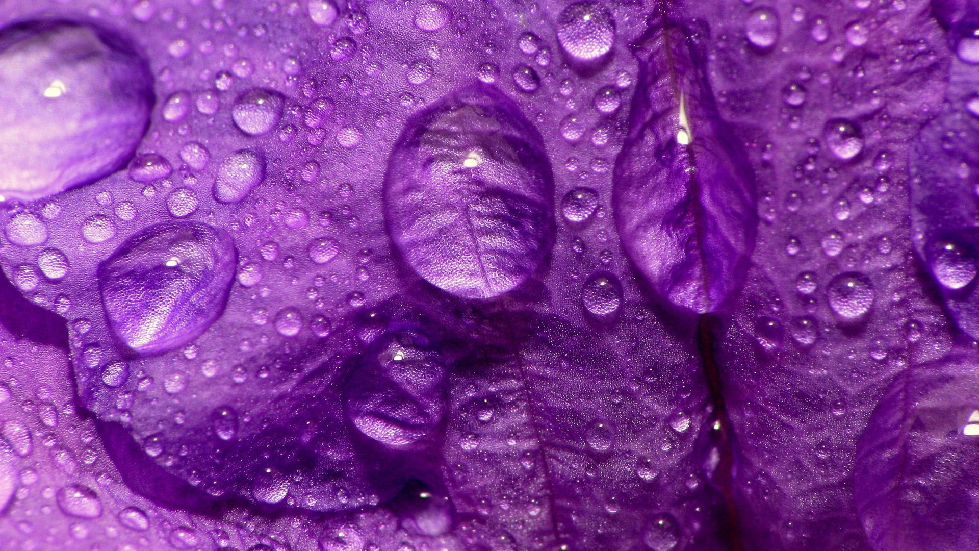 artistic, raindrop, futuristic, wet, dew, beauty in nature, decoration, shape, healthy eating, flowering plant, render, water, art, 1080P, nature, HD Wallpaper