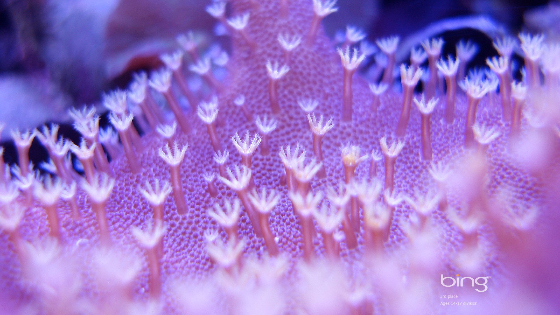 close-up, science, animal, nature, photograph, color, space, macro, water, bacteria, shape, flowers, texture, artistic, drop, extreme close-up, HD Wallpaper