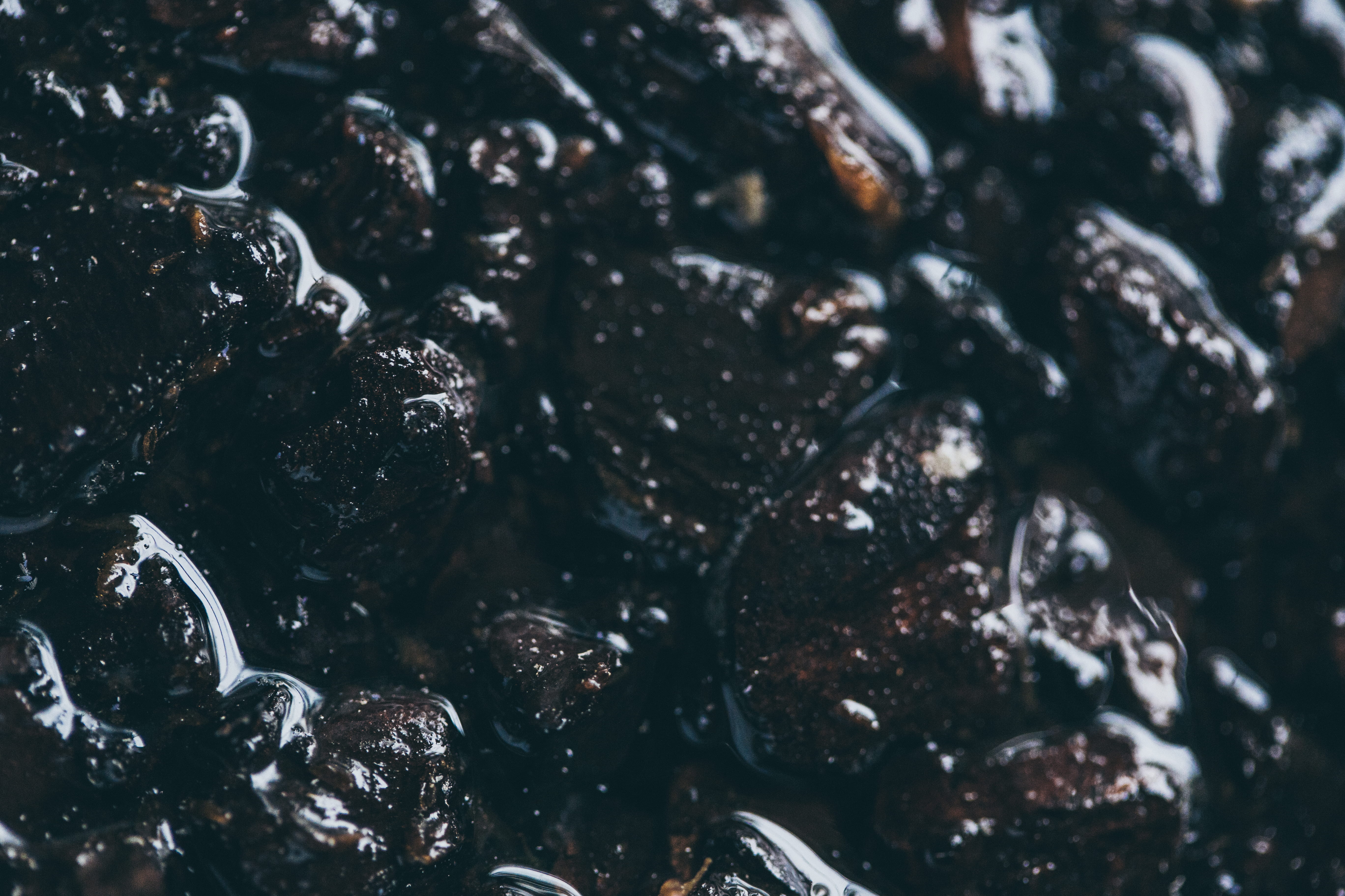 animal wildlife, freshness, full frame, indoors, art, black color, black, no people, earth, shell, floral, selective focus, temptation, fruit, wet, seafood, HD Wallpaper