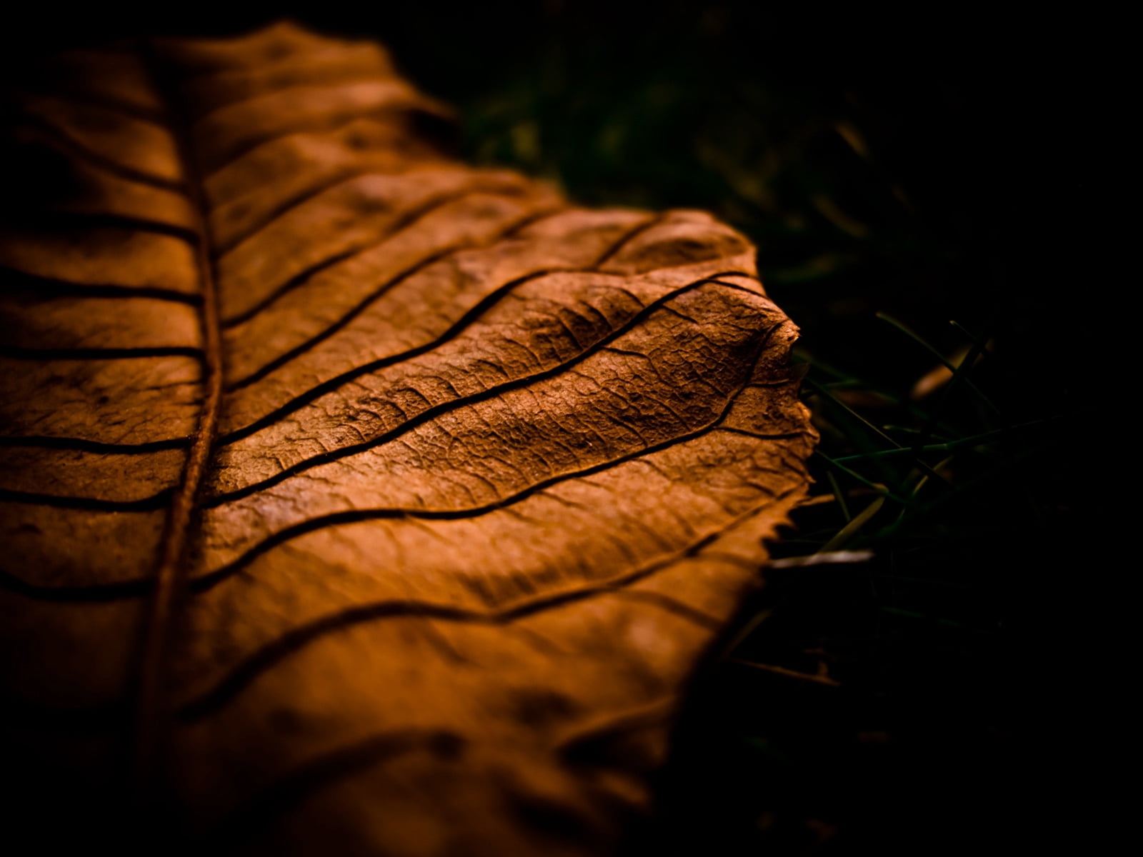 plant part, abstract, shade, green Color, pattern, leaf, day, outdoors, forest, botany, macro, tree, focus on foreground, brown, selective focus, season, HD Wallpaper