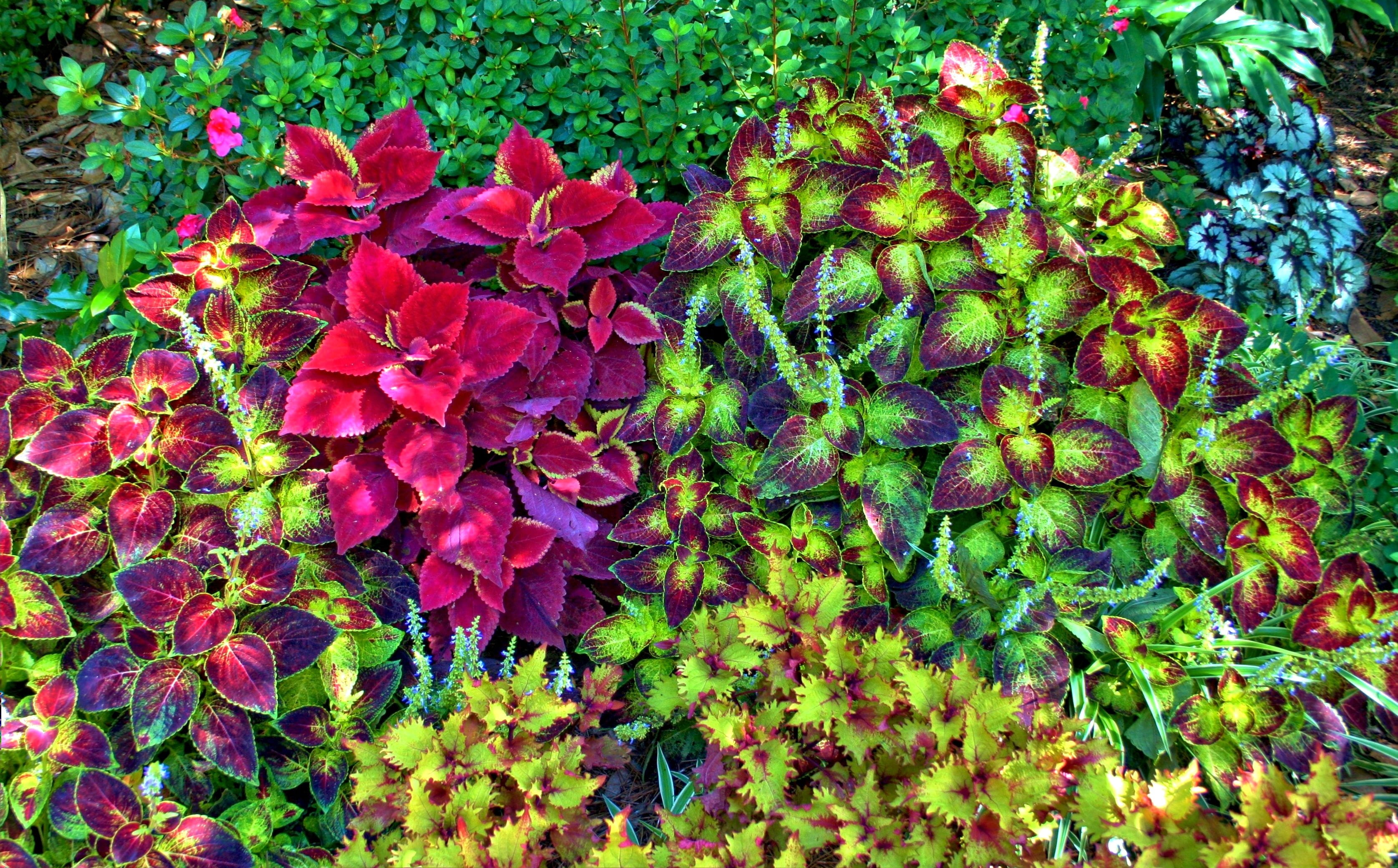 colorful, growing, coleus, vulnerability, outdoors, yard, flowering plant, foliage, flower, Leaves, beige, leaf, 2K, nature, decorative, no people, petal, HD Wallpaper