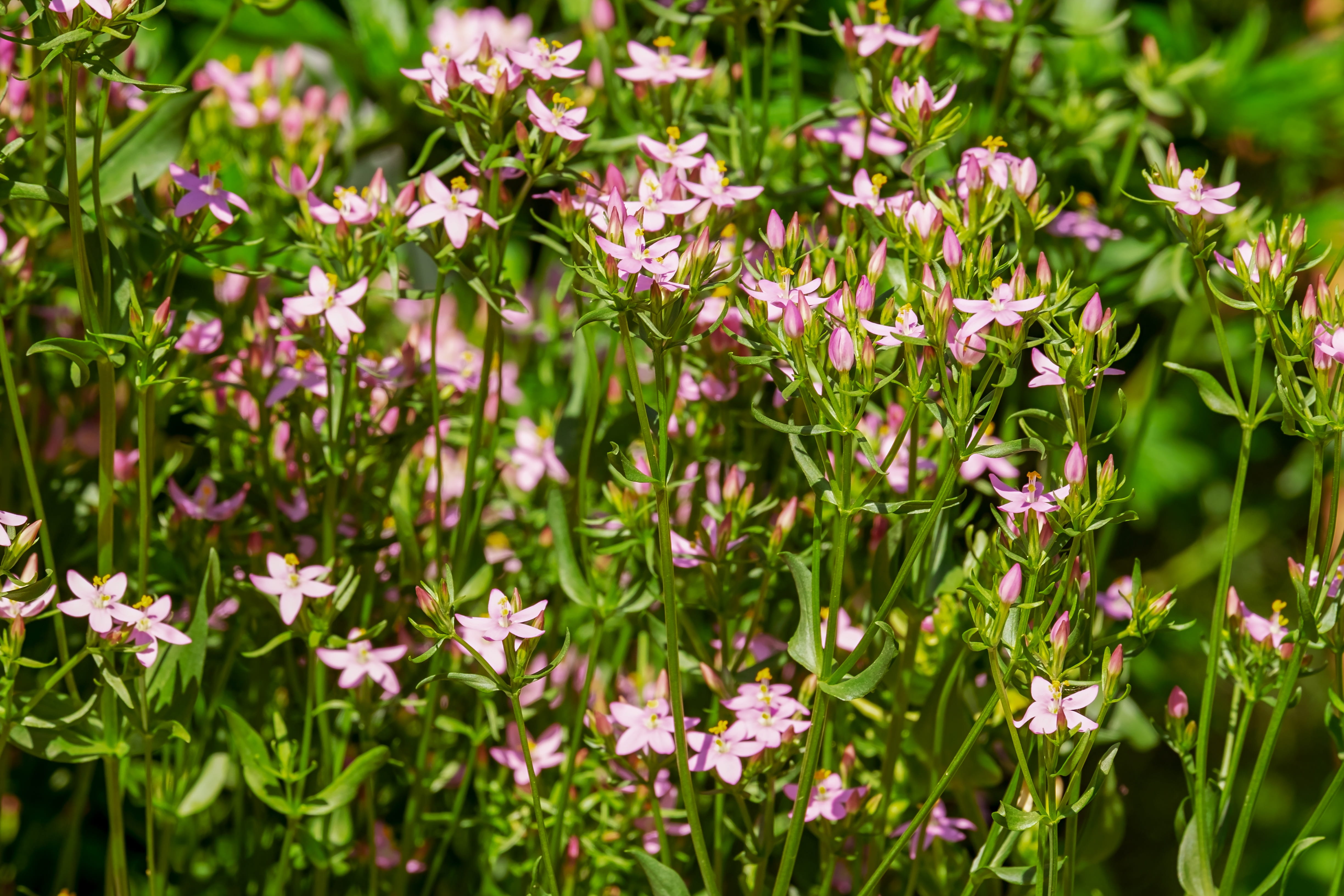 pink color, flowering plant, herb, flower, plant part, nature, god of grace, beauty in nature, freshness, fever herb, centaurium erythraea, real centaury, HD Wallpaper
