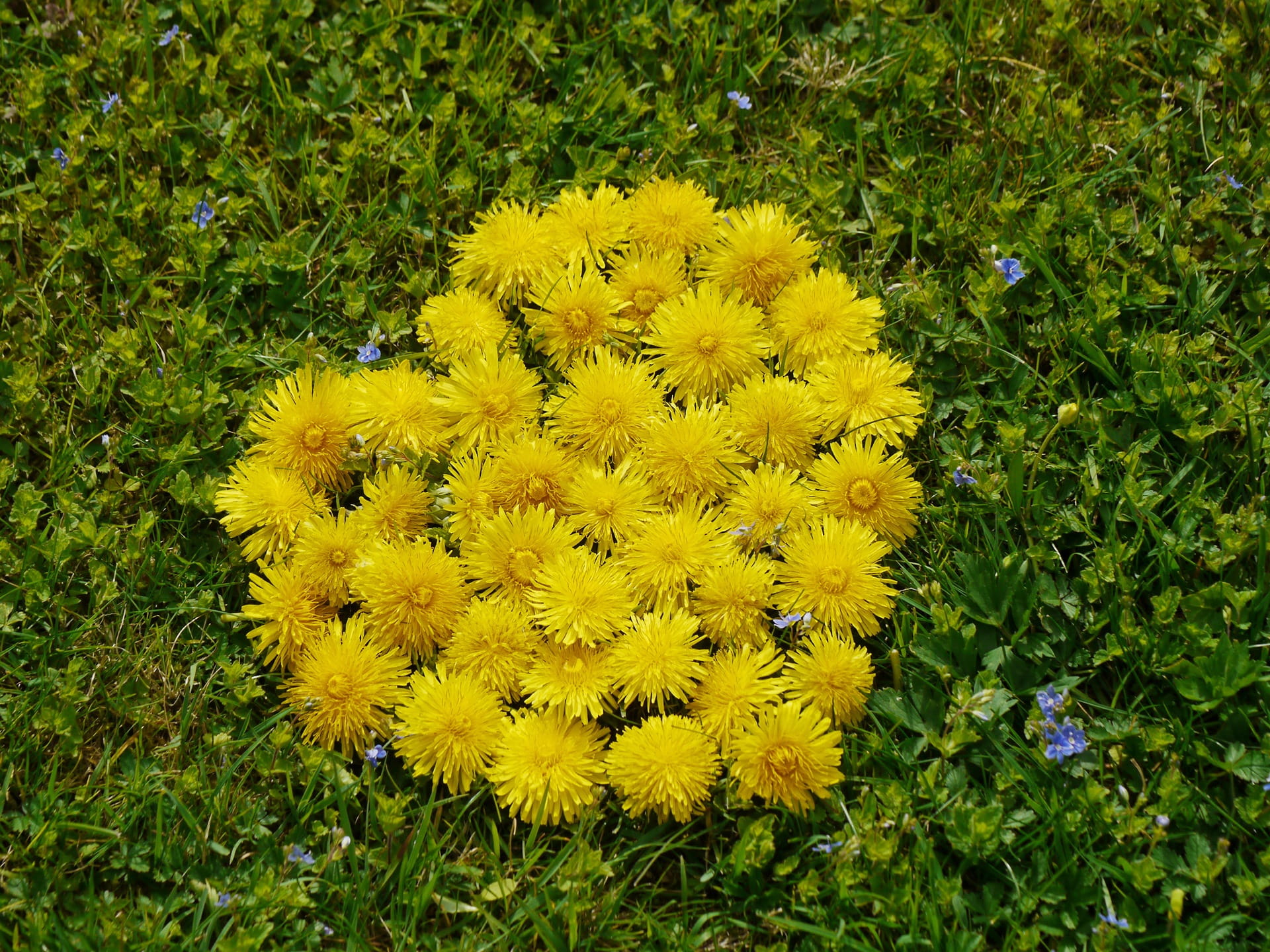growth, no people, field, flower heart, outdoors, nature, flower, 1080P, freshness, green, high angle view, plant, beauty in nature, spring, fragility, HD Wallpaper
