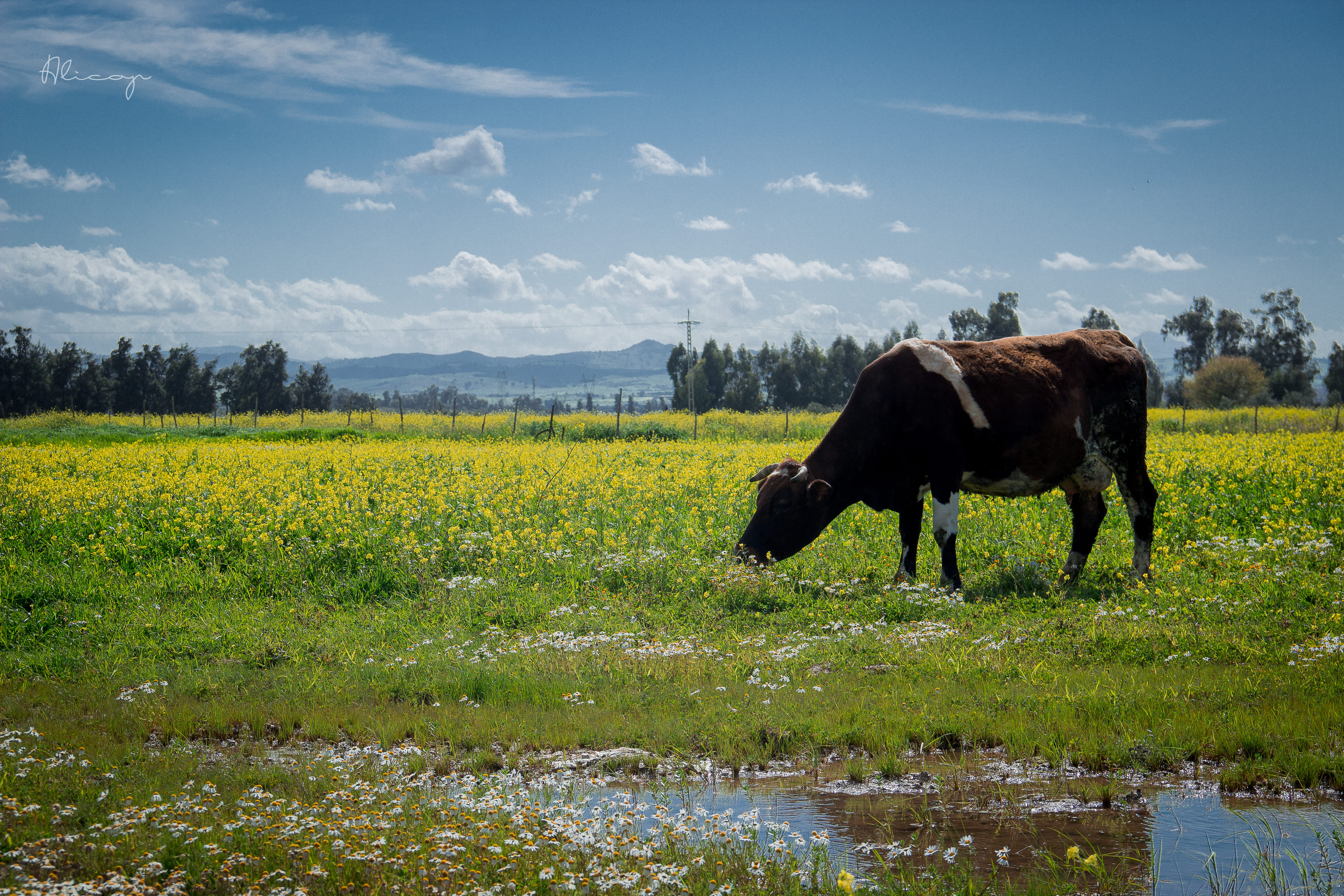 thebest_capture, sky, nature, grass, gras, one animal, no people, mammal, outdoors, green, pets, livestock, animal, spring, 5K, earthgallery, vertebrate, HD Wallpaper
