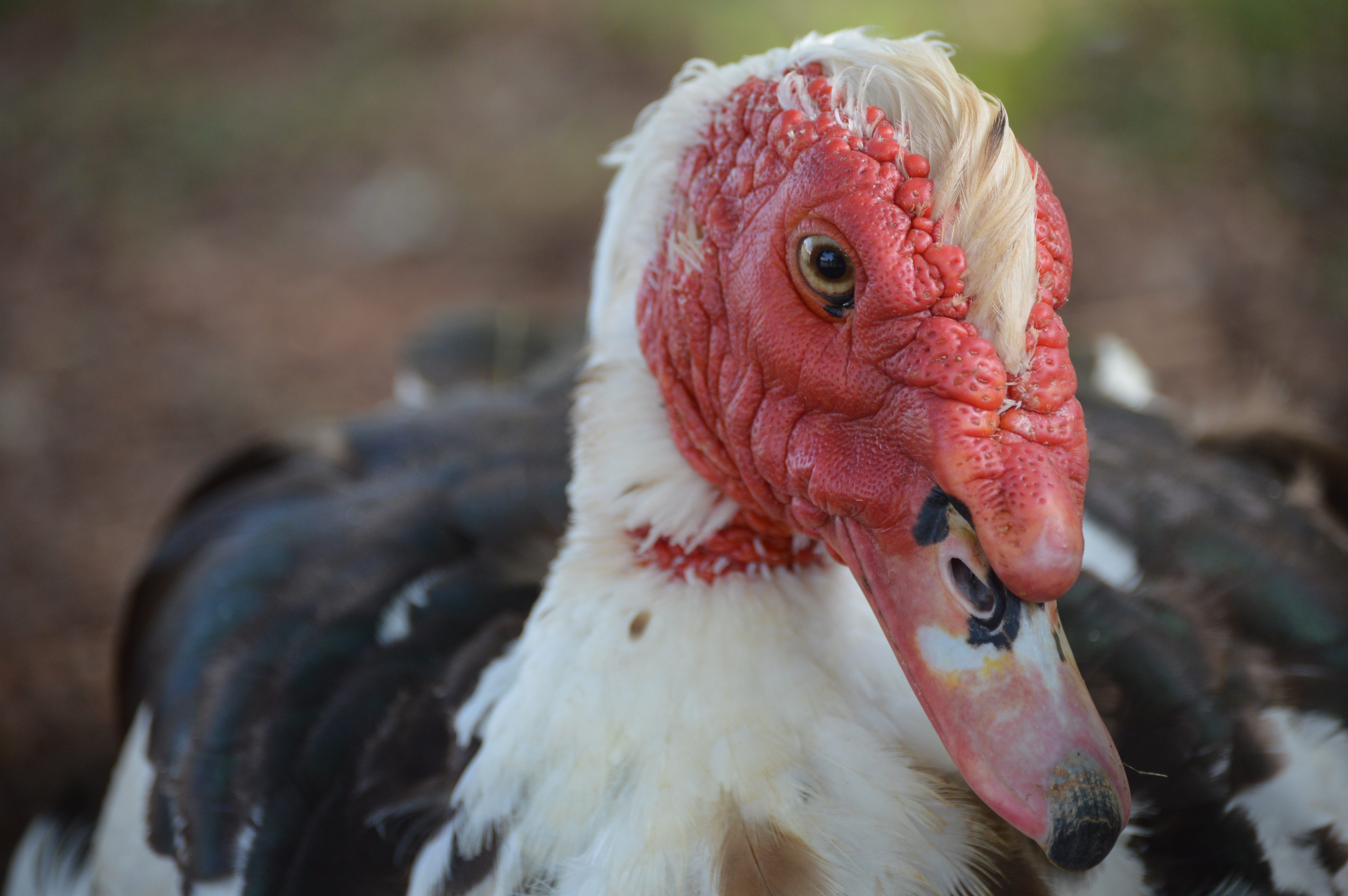 5K, animal themes, Bird, red, portrait, domestic animals, fowl, Muscovy, rooster, vertebrate, duck, pets, white, feather, close, beak, nature, chicken - bird, HD Wallpaper