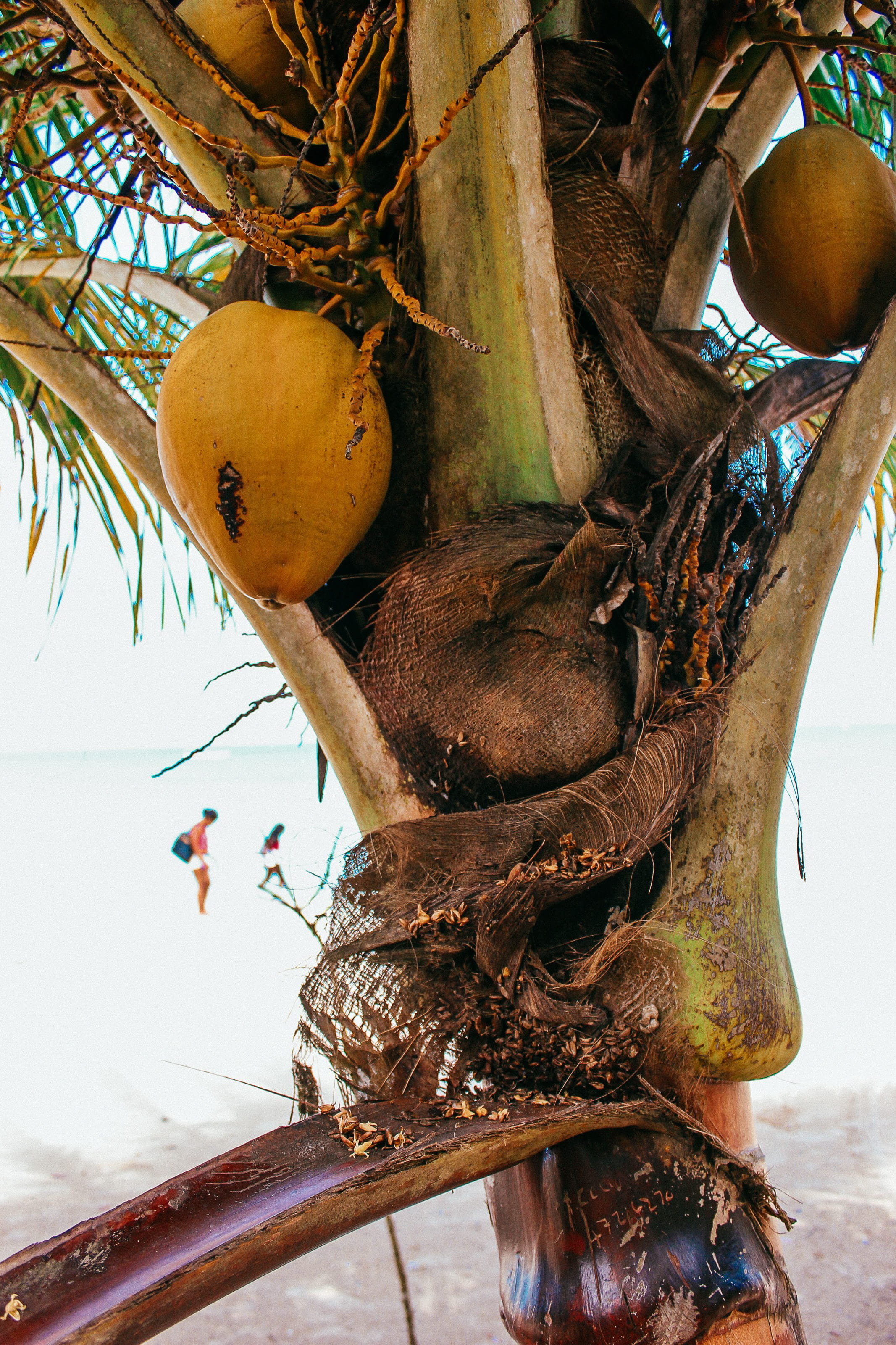 ripe, fresh, organic, water, ecology, growth, summer, tree, vitamin, close-up, herb, coconut, drink, vegetation, green, outdoor, sea, diet, leaf, coconut palm tree, Phone HD Wallpaper