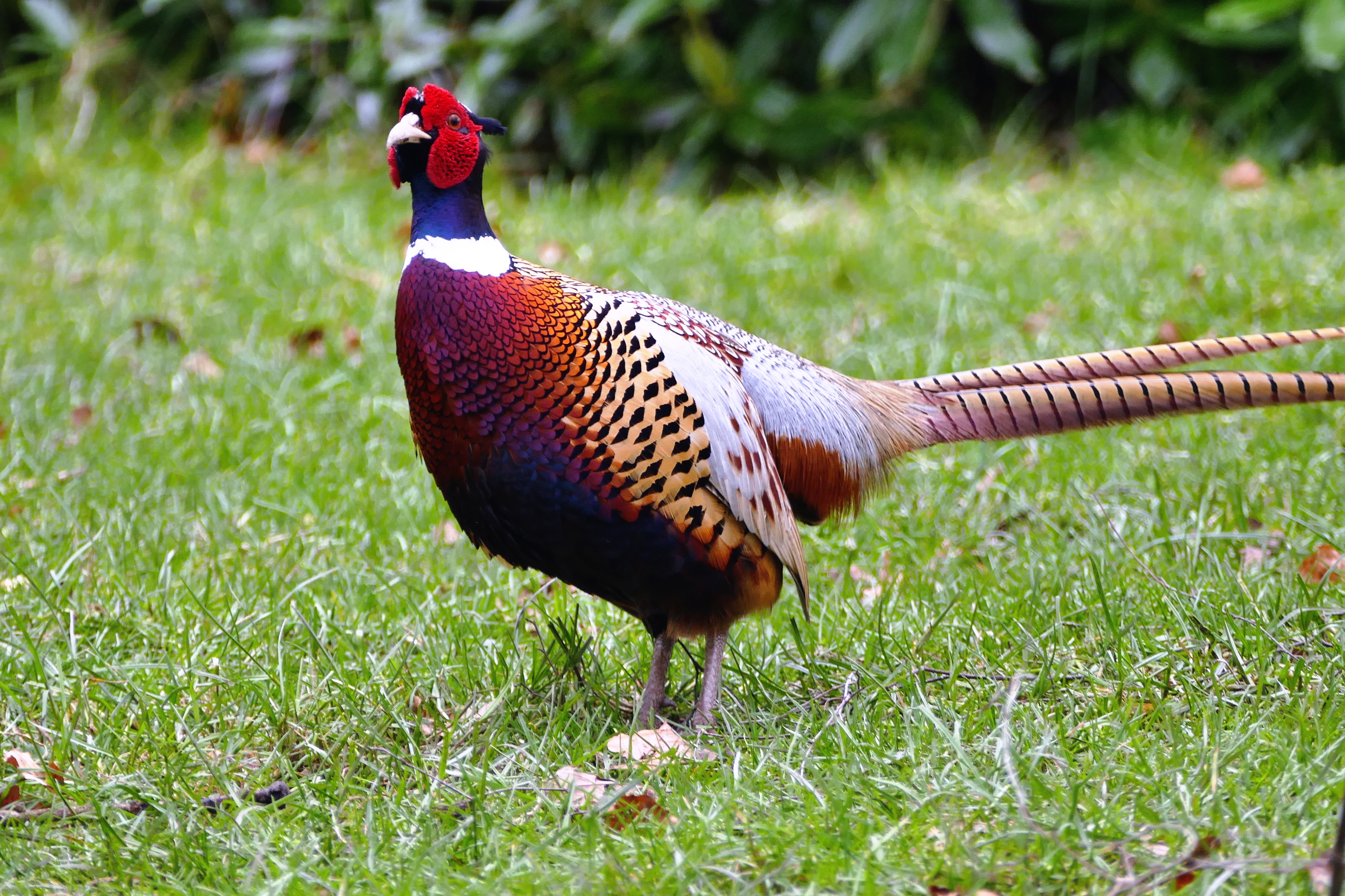 animal themes, outdoors, 5K, pheasant, tail, animals in the wild, fowl, male animal, nature, pets, wildlife, brown, farm, fauna, pheasant - Bird, chicken - bird, HD Wallpaper