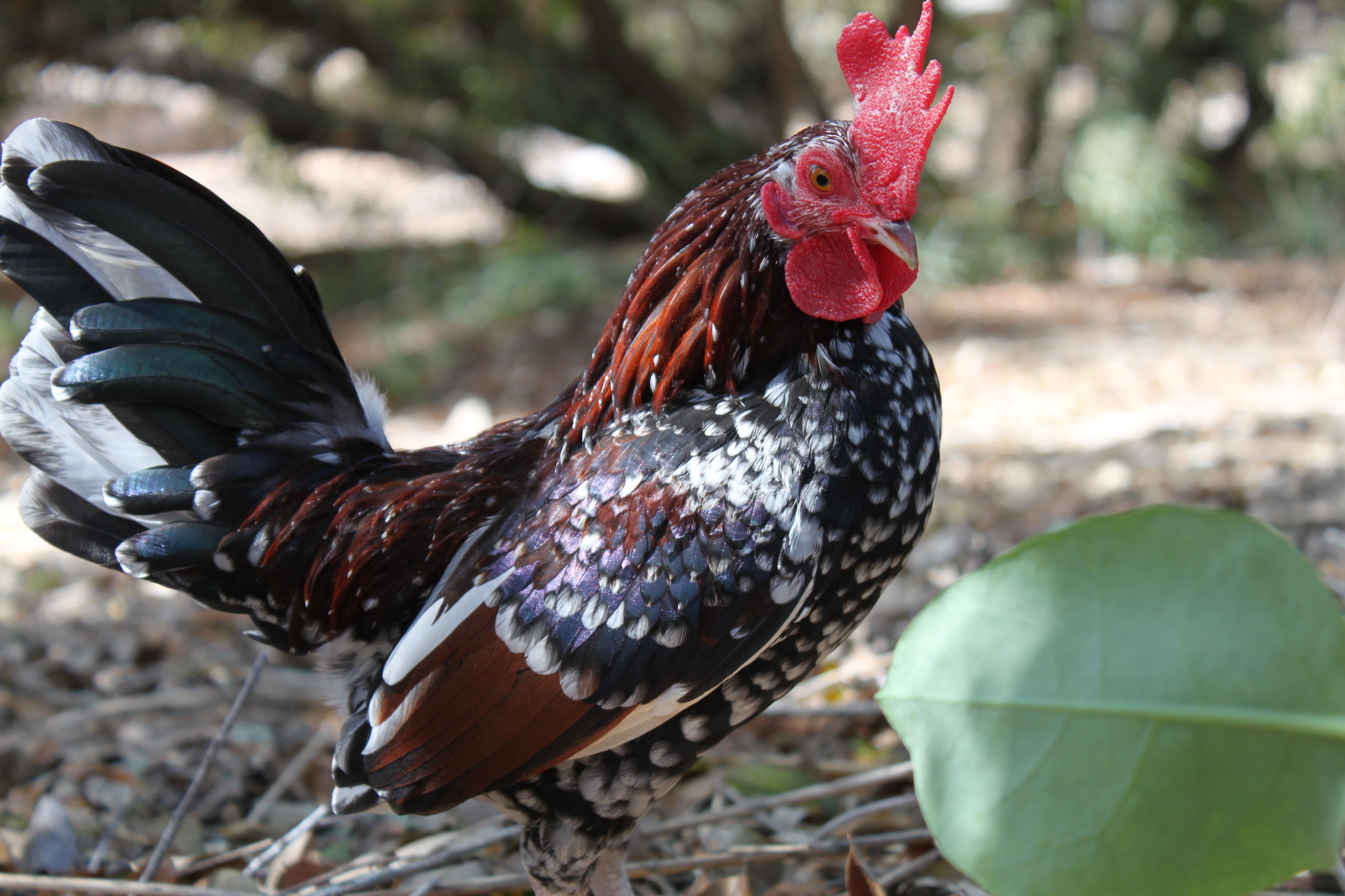 one animal, chicken, pets, chick, bird, farm, 4K, rooster, male animal, nature, no people, agriculture, vertebrate, crest, animal themes, hen, fowl, farming, HD Wallpaper