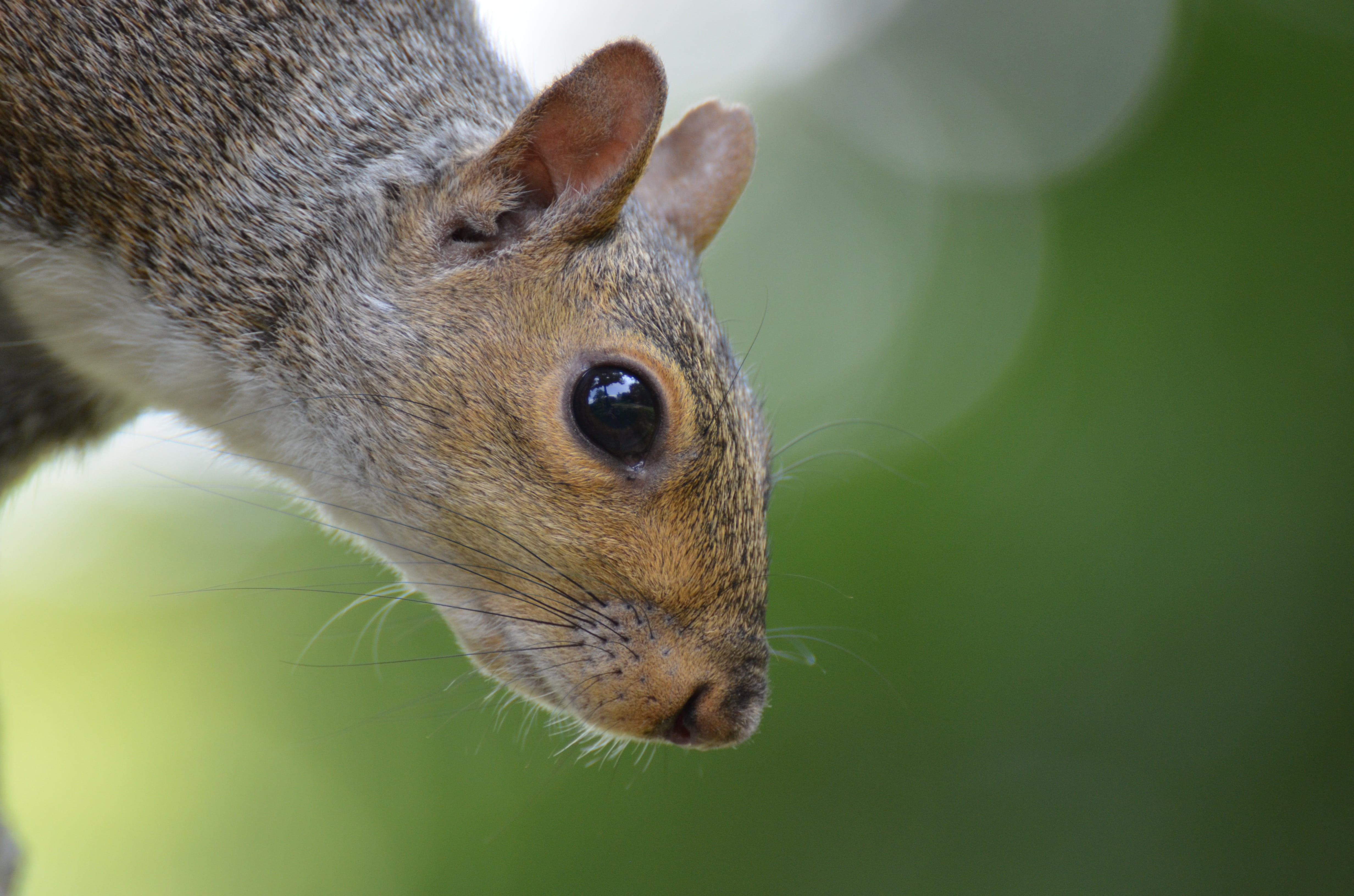 one animal, rodent, grey squirrel, wildlife, trunk, day, portrait, cute, animal themes, looking away, tree, close-up, park, outdoors, focus, 4K, photography, HD Wallpaper