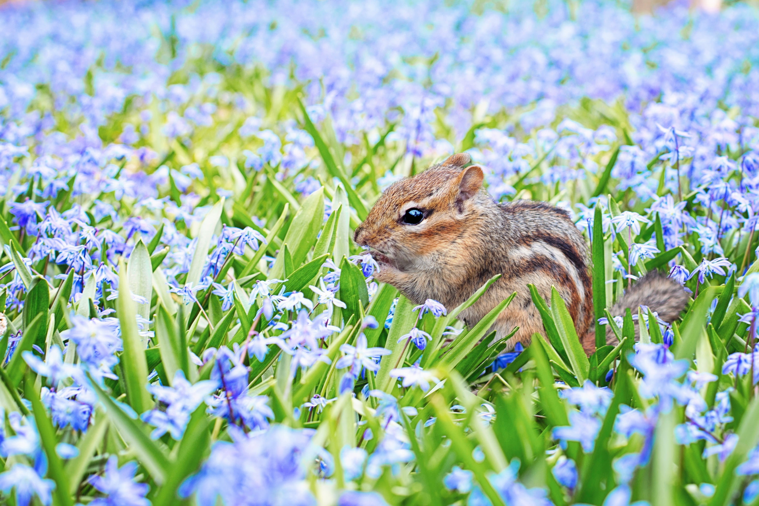 no people, grass, nature, animal, field, springtime, sweet, squirrel, chipmunk, meadow, rodent, fun, animal themes, flowers, animals in the wild, 2K, mammal, HD Wallpaper