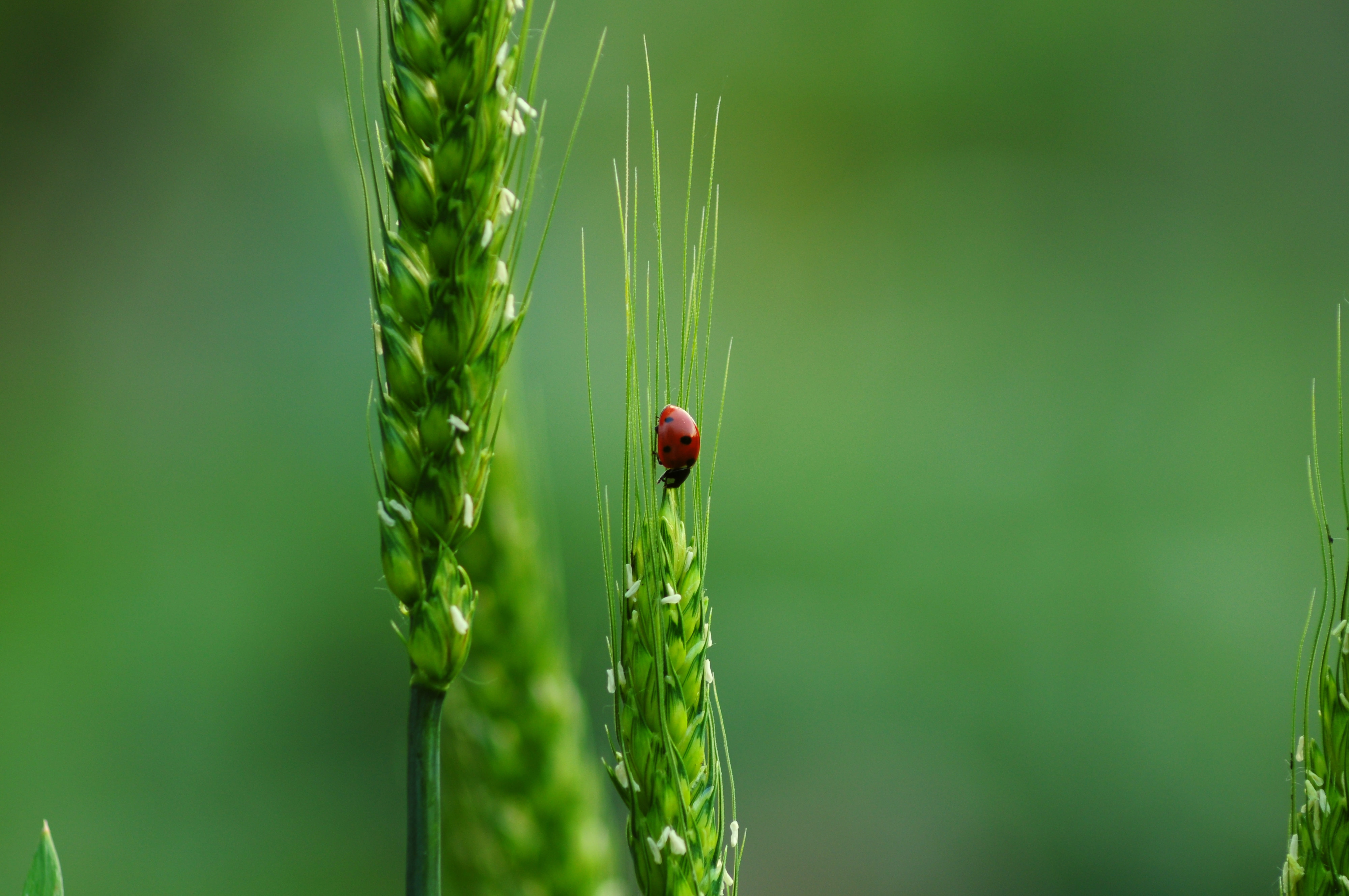 focus on foreground, animal themes, rural, crop, insect, food, ladybugs, blade of grass, green color, close-up, no people, biodiversity, plant, cereals, HD Wallpaper