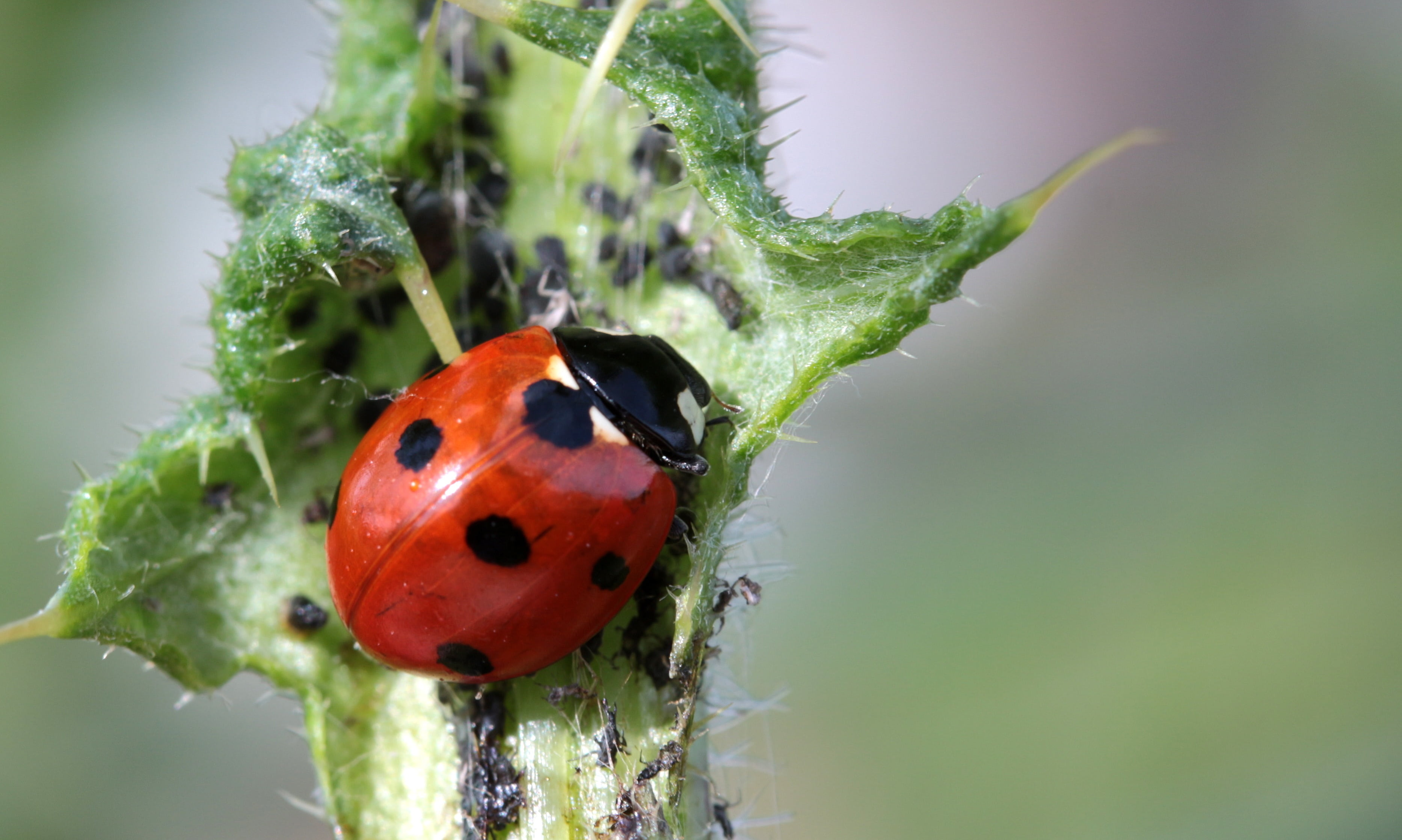 2K, coccinellidae, red, bug, nature, points, natural pest control, thistle, invertebrate, plant part, aphids, leaf, day, ladybug, insect, animal, lucky charm, HD Wallpaper