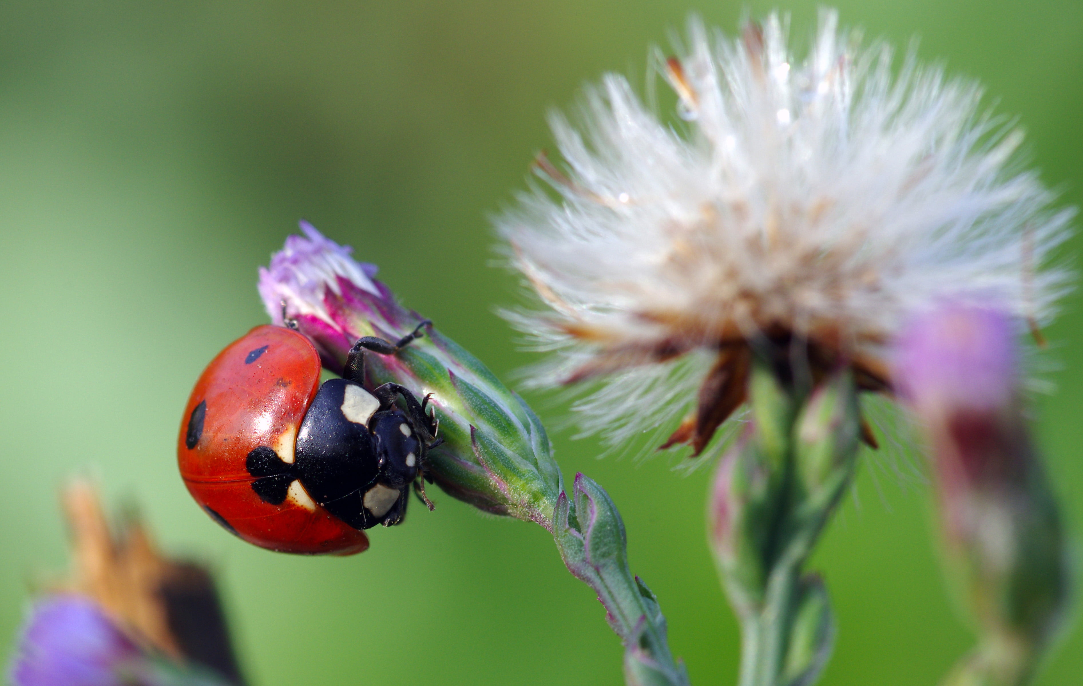 plant, flower, דום, macro, summer, Red, 2K, close-up, photography, Beetle, dots, perched, פרת, Israel, Ladybug, insect, lady  bird, petaled, purple, nature, HD Wallpaper