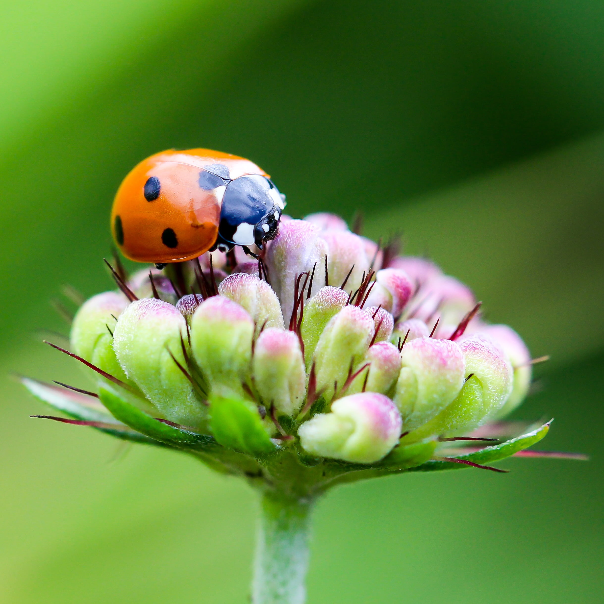 green, animal themes, green background, animals in the wild, small, invertebrate, photo, springtime, black, animal wildlife, focus on foreground, pink, Phone HD Wallpaper