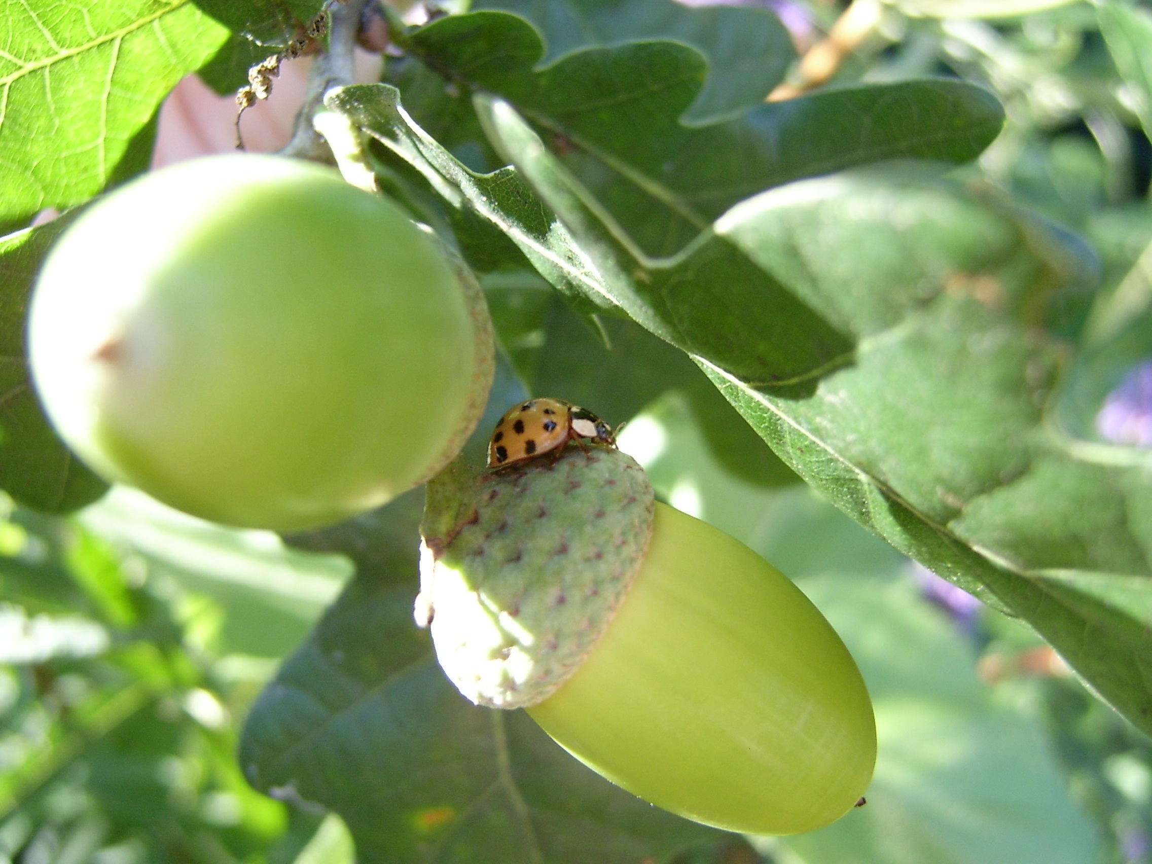 green, sunlight, fruit, grass green, acorns, food, healthy eating, leaf, day, 1080P, outdoors, insect photo, animals in the wild, animal, ripe, close-up, HD Wallpaper