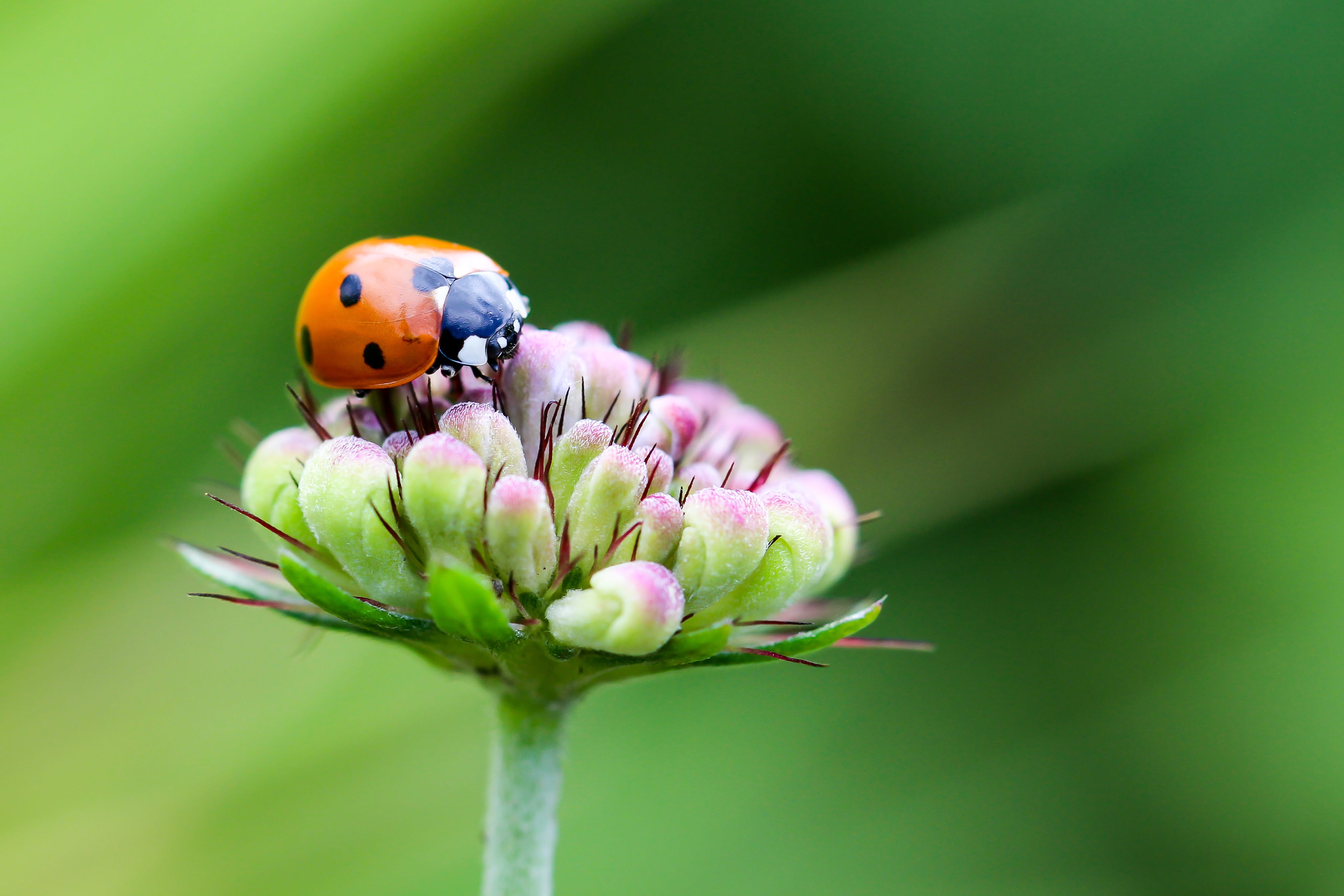 coccinellidae, ladybug, animal themes, domed, petal, green background, siebenpunkt, nature, lucky charm, flowering plant, flower, vulnerability, photography, HD Wallpaper