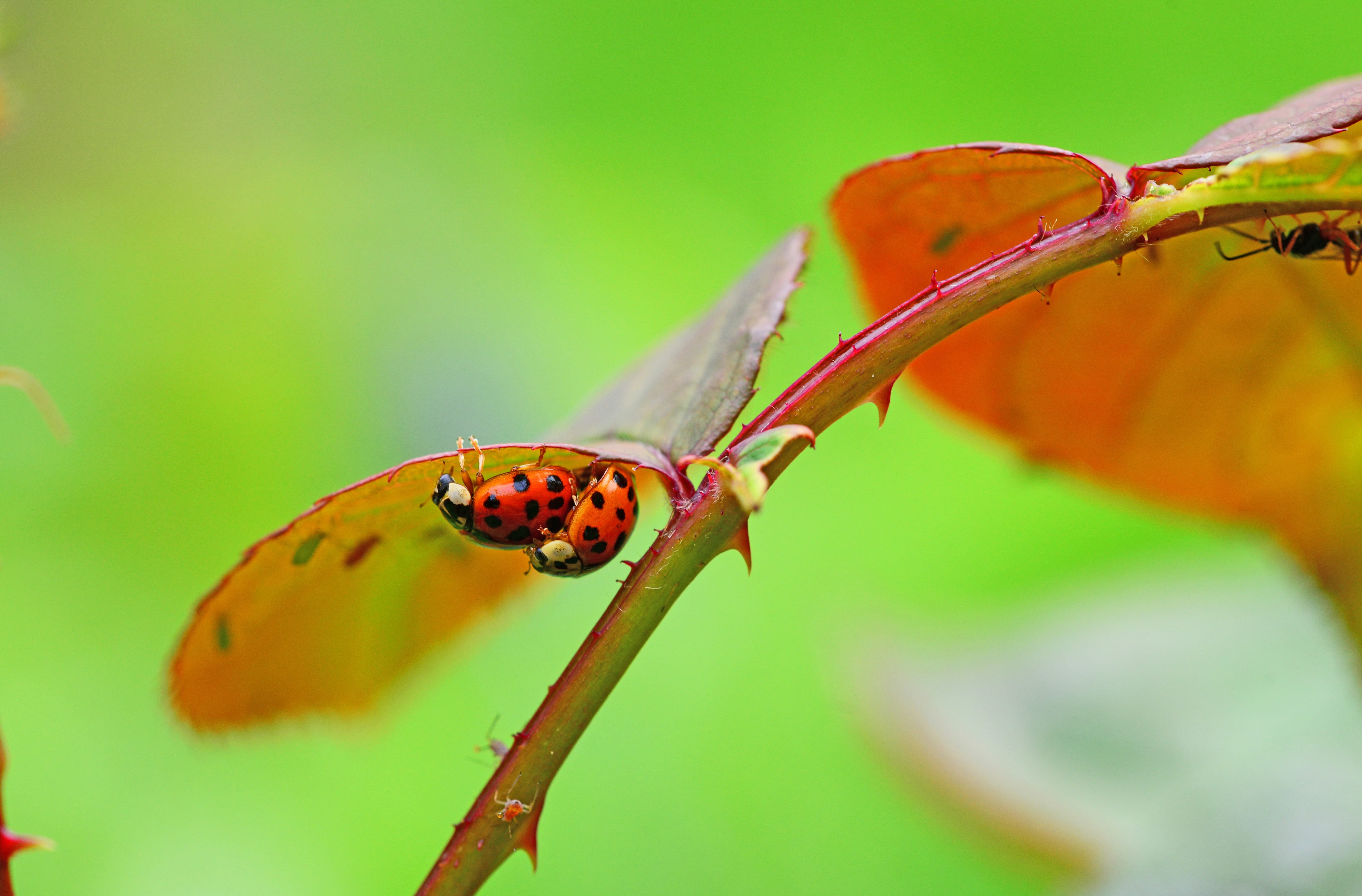 invertebrate, 5K, orange, ladybugs, insects, tilt, nature, harlequin, photography, no people, macro, mating, focus on foreground, asian lady beetle, shift, HD Wallpaper
