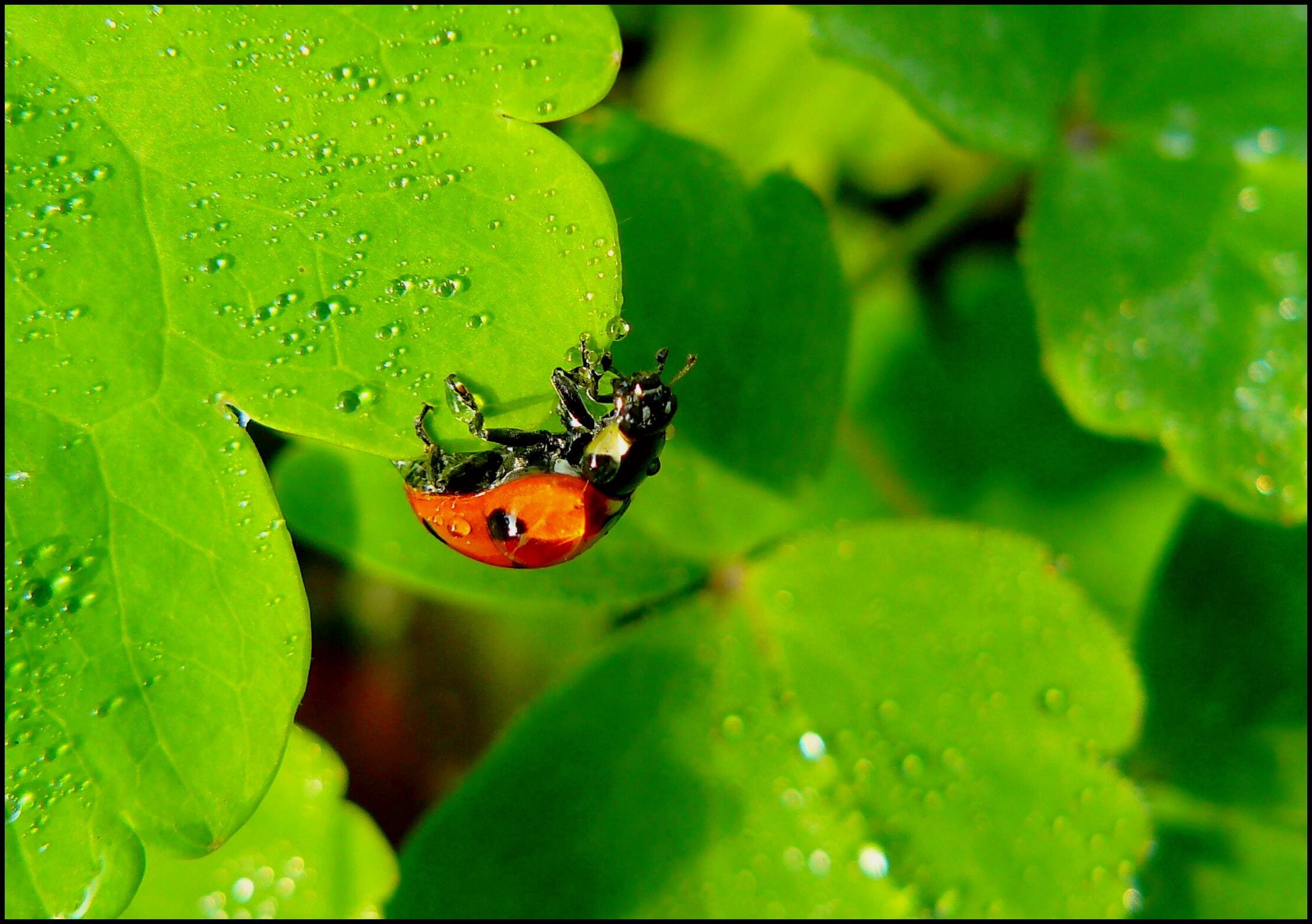 animal themes, siebenpunkt, insect, dew drops, lighting, lucky charm, fresh, raindrop, sunlight, plant, flora, photography, drop, nature, drip, luck, one animal, HD Wallpaper