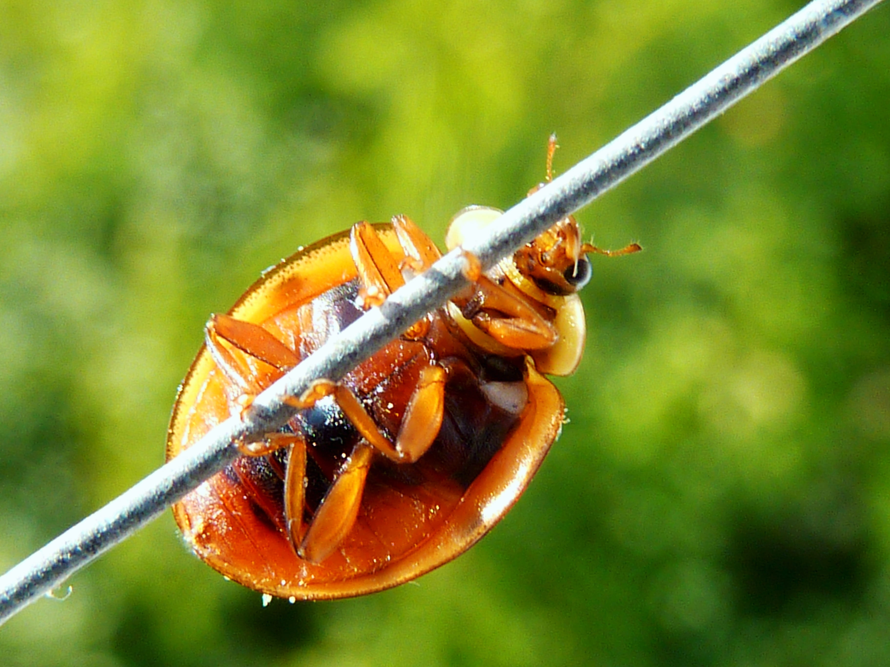 no people, animal wildlife, plant stem, animals in the wild, green, ladybug, beetle, focus on foreground, close-up, nature, 2K, harmonia axyridis, insect, HD Wallpaper