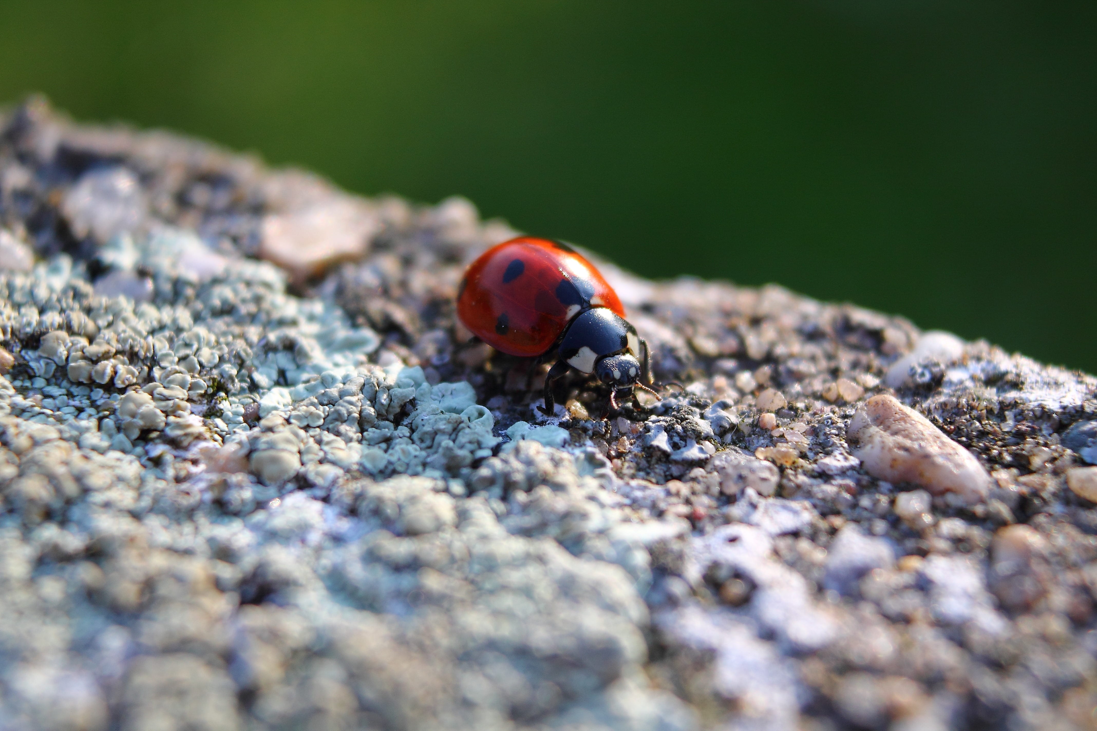 selective focus, luck, one animal, invertebrate, animal themes, beetle, insect, 4K, rock, macro, small, close-up, fauna, spotted, red, nature, coccinellidae, HD Wallpaper
