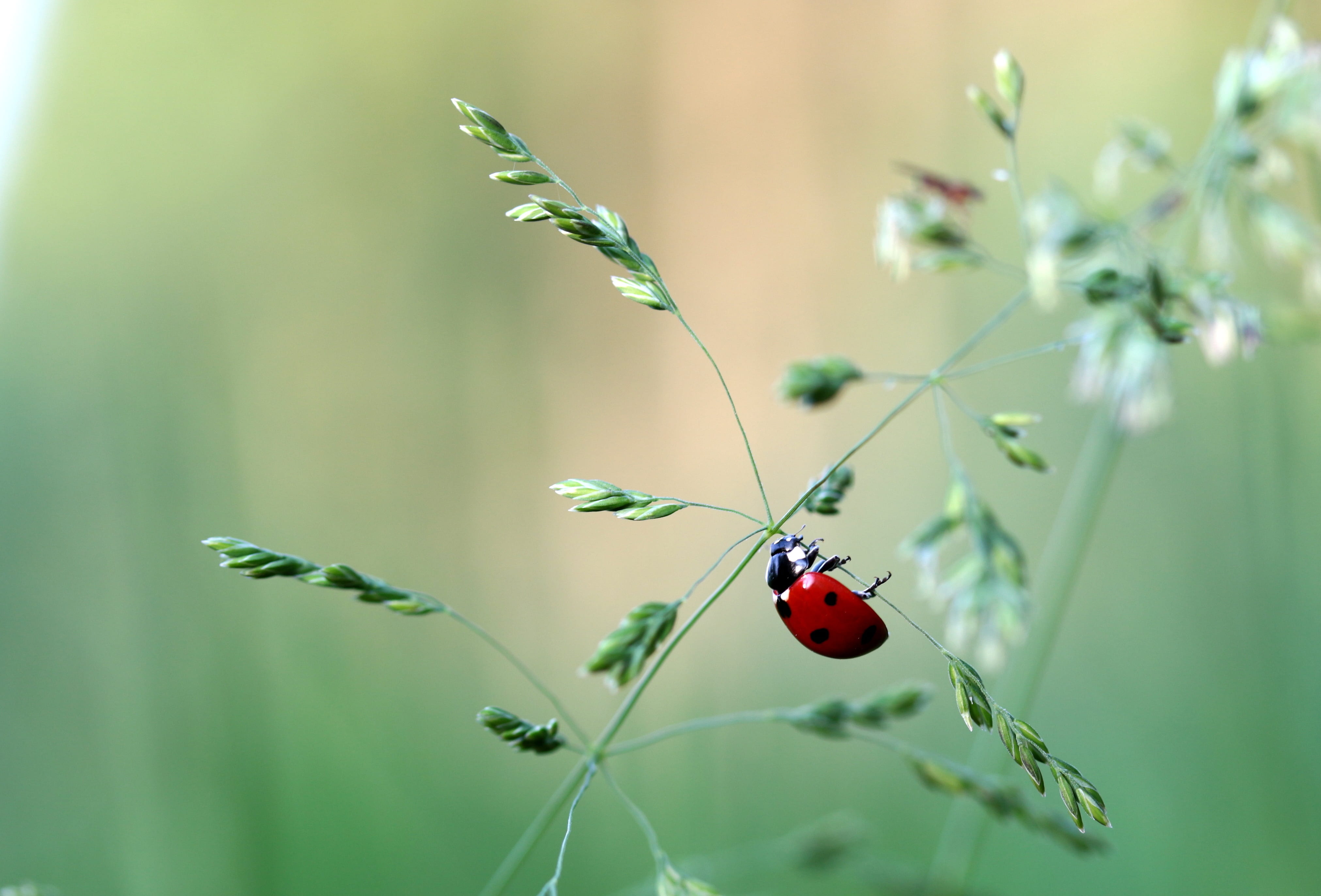 animal wildlife, butterfly - insect, 4K, coccinellidae, animal, one animal, beetle, animals in the wild, focus, day, insect, blade of grass, no people, HD Wallpaper