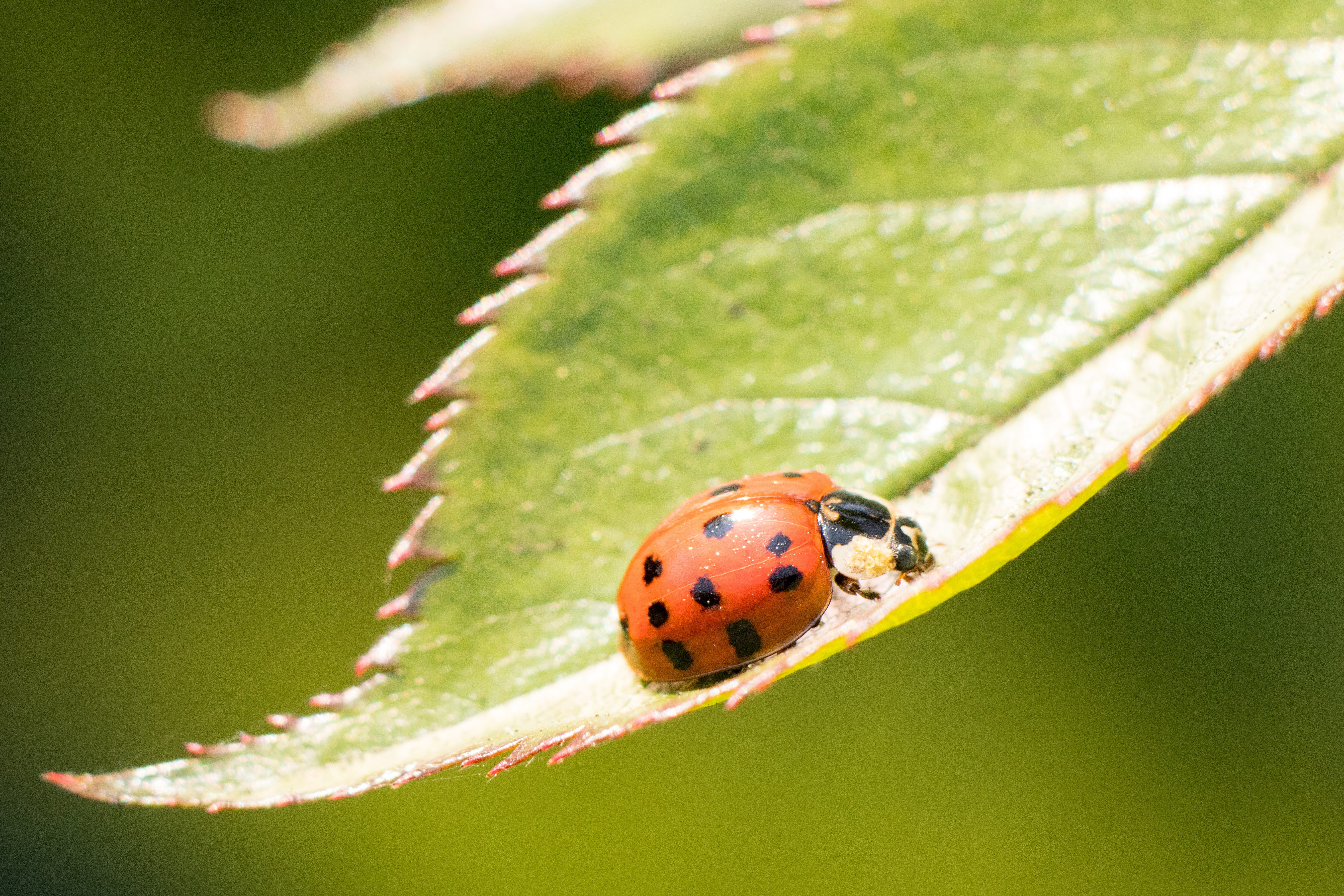focus on foreground, Ladybug, one animal, red, plant part, animal, springtime, 5K, animal wildlife, animal themes, close-up, Insect, beauty In Nature, HD Wallpaper