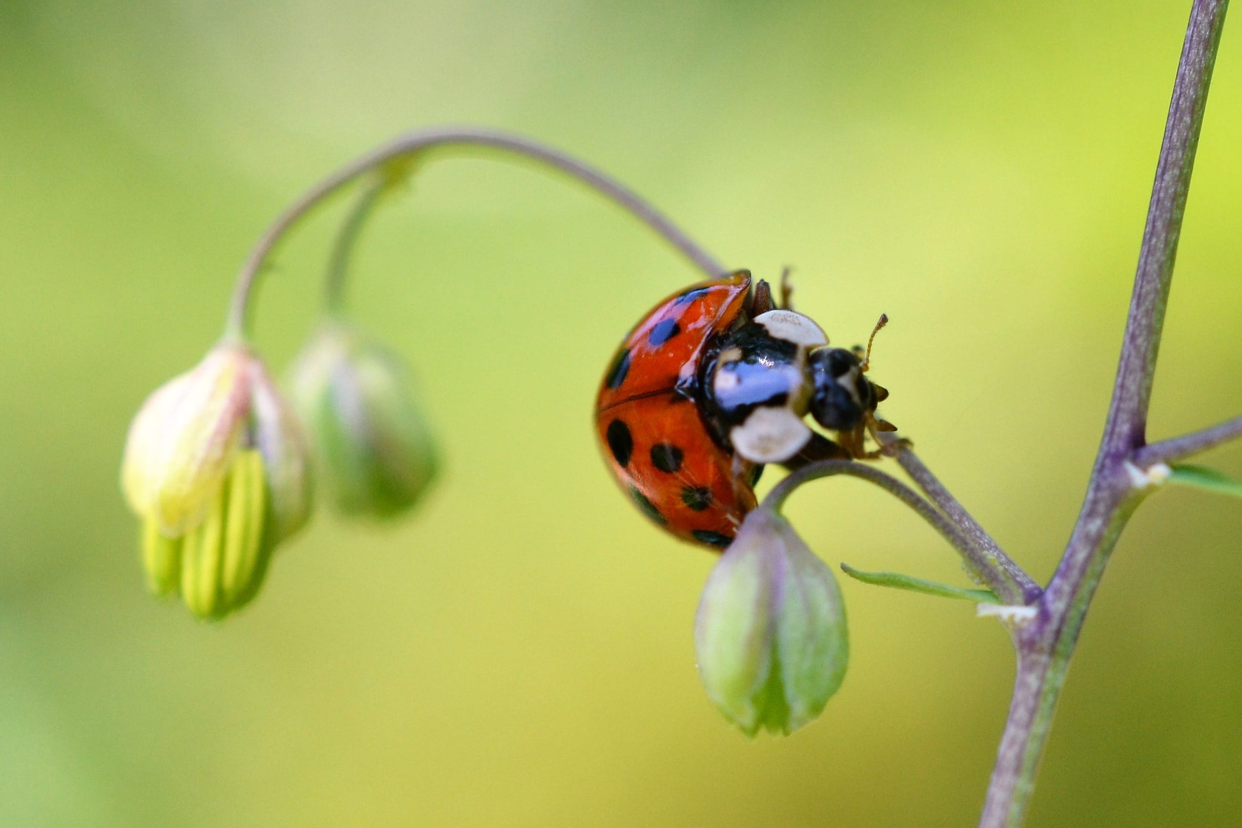 animal themes, close, plant stem, green color, invertebrate, yellow green, macro, freshness, selective focus, Insect, small, lucky charm, 1080P, animal, HD Wallpaper