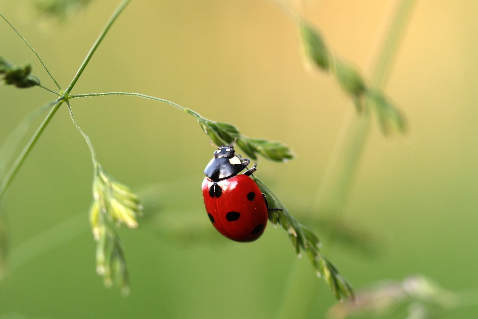coccinellidae, insect, lady, selective, selective focus, points, red, plant, invertebrate, lucky charm, no people, nature, bug, small, animals in the wild, HD Wallpaper