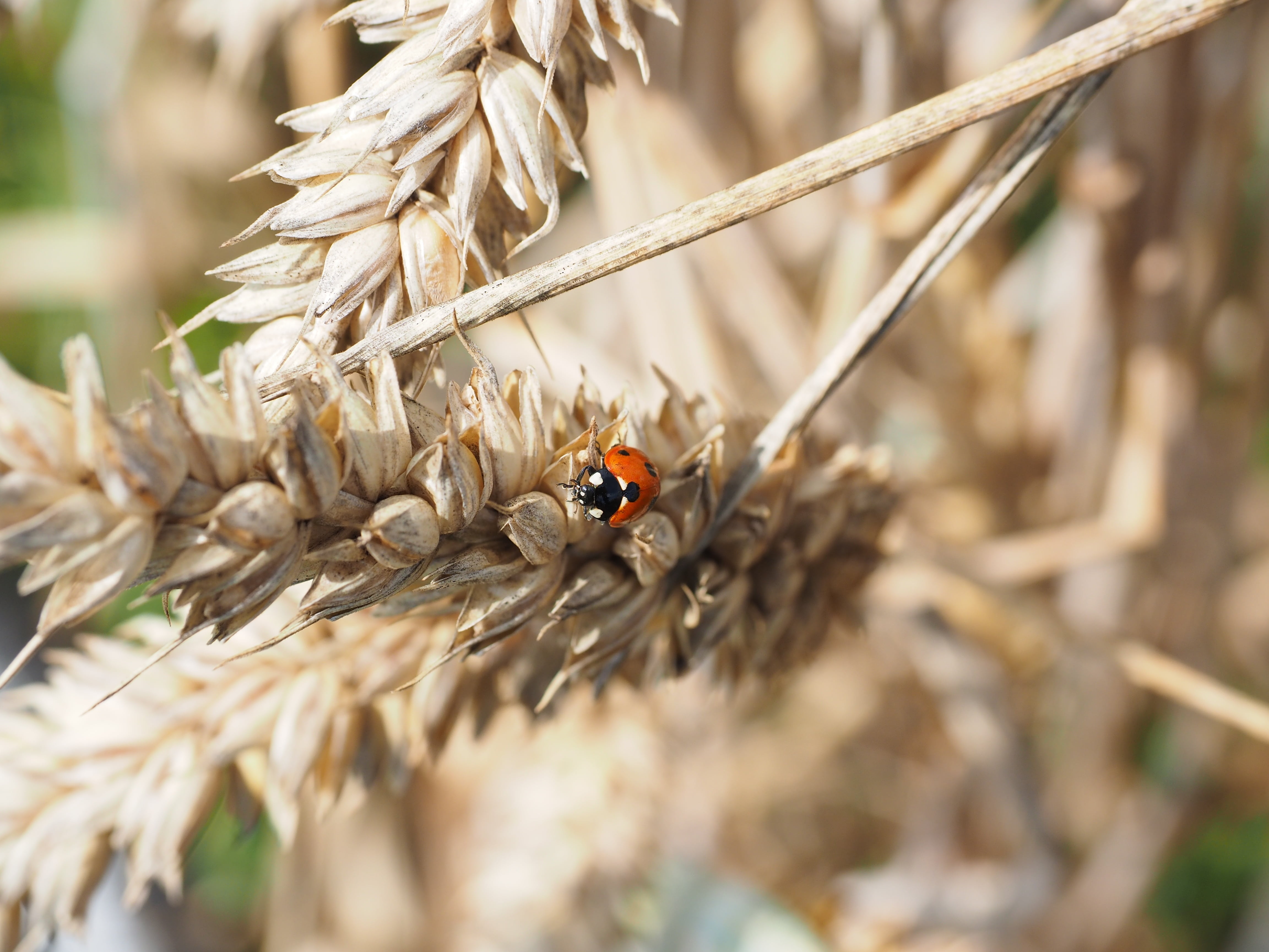 animal, arable, pest exterminator, spike, triticum aestivum, sunlight, halm, cereals, red, cultivation, outdoors, cornfield, one animal, beauty in nature, HD Wallpaper