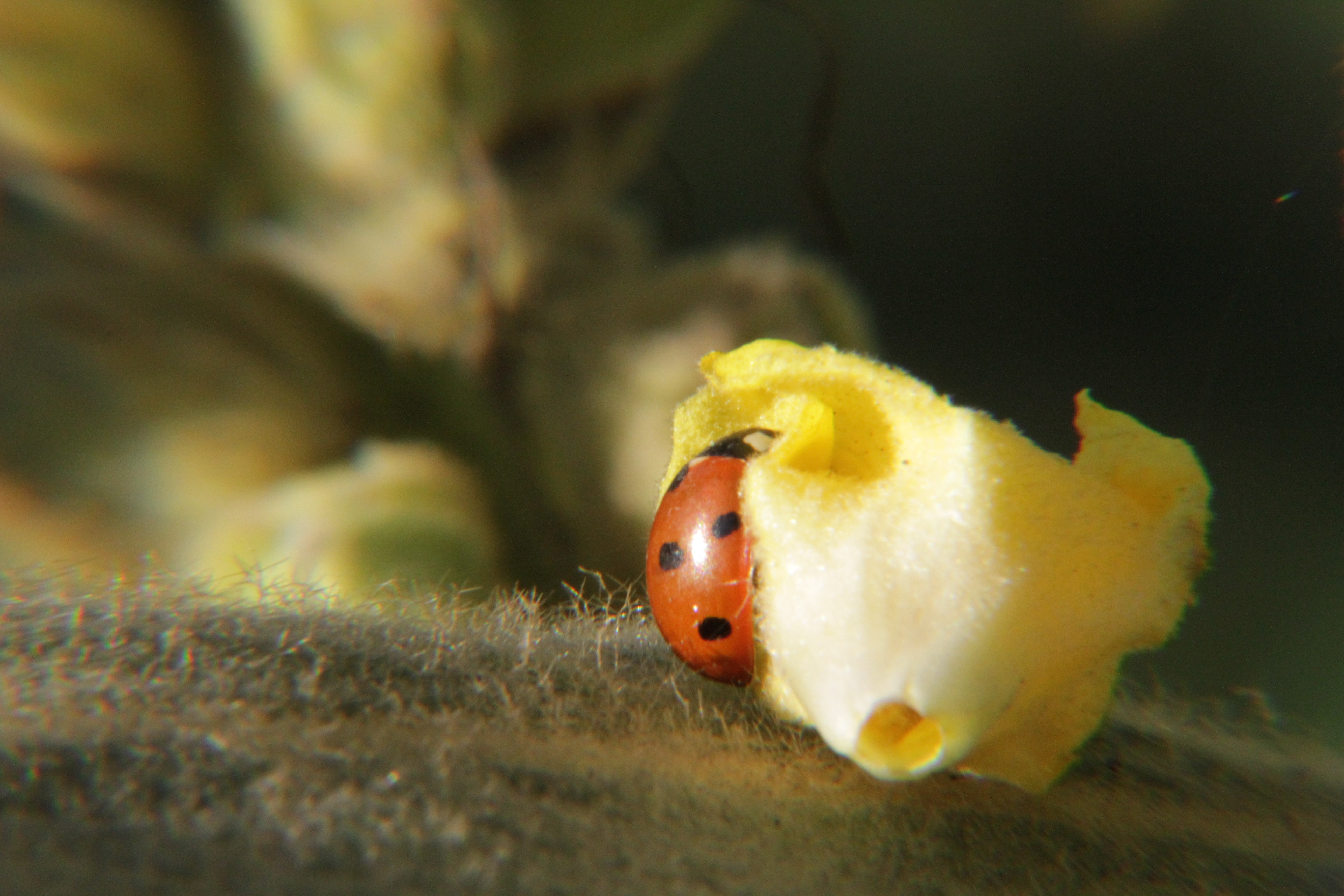 garden, sea life, close-up, 5K, one animal, outdoors, insect, animal themes, no people, yellow, macro, water, nature, scale insects, pretty, spotted, lucky charm, HD Wallpaper
