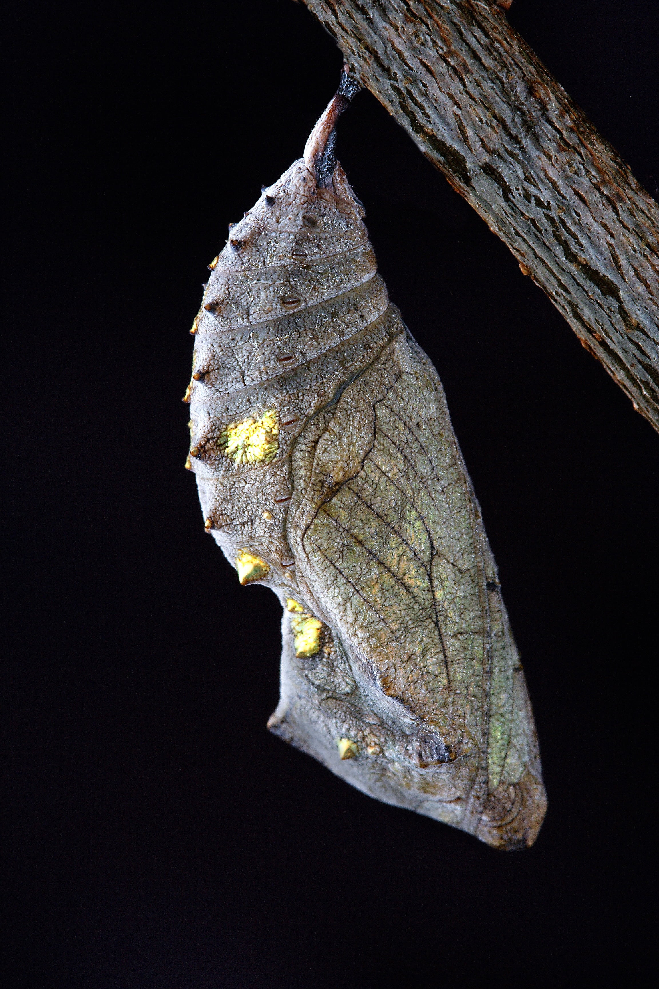 metamorphosis, leaf, one animal, branch, insect, close up, indoors, beauty in nature, animal wildlife, gray, chrysalis, animal themes, close-up, lepidoptera, Phone HD Wallpaper