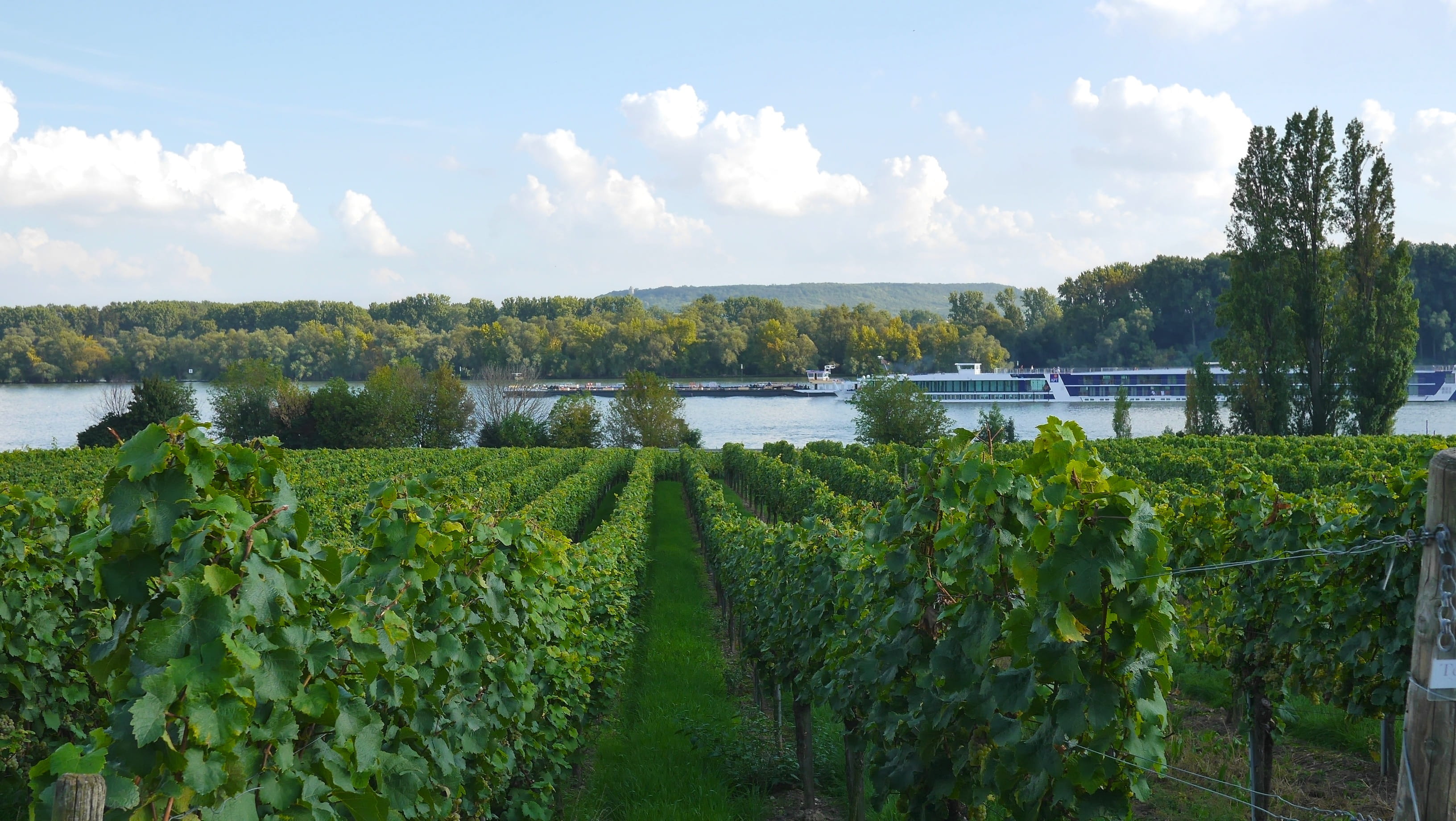 agriculture, field, food, alcohol, lake, tree, Riesling, day, drink, wine, red, sweet, healthy, Vineyard, water, outdoors, sky, landscape, berry, tranquility, HD Wallpaper