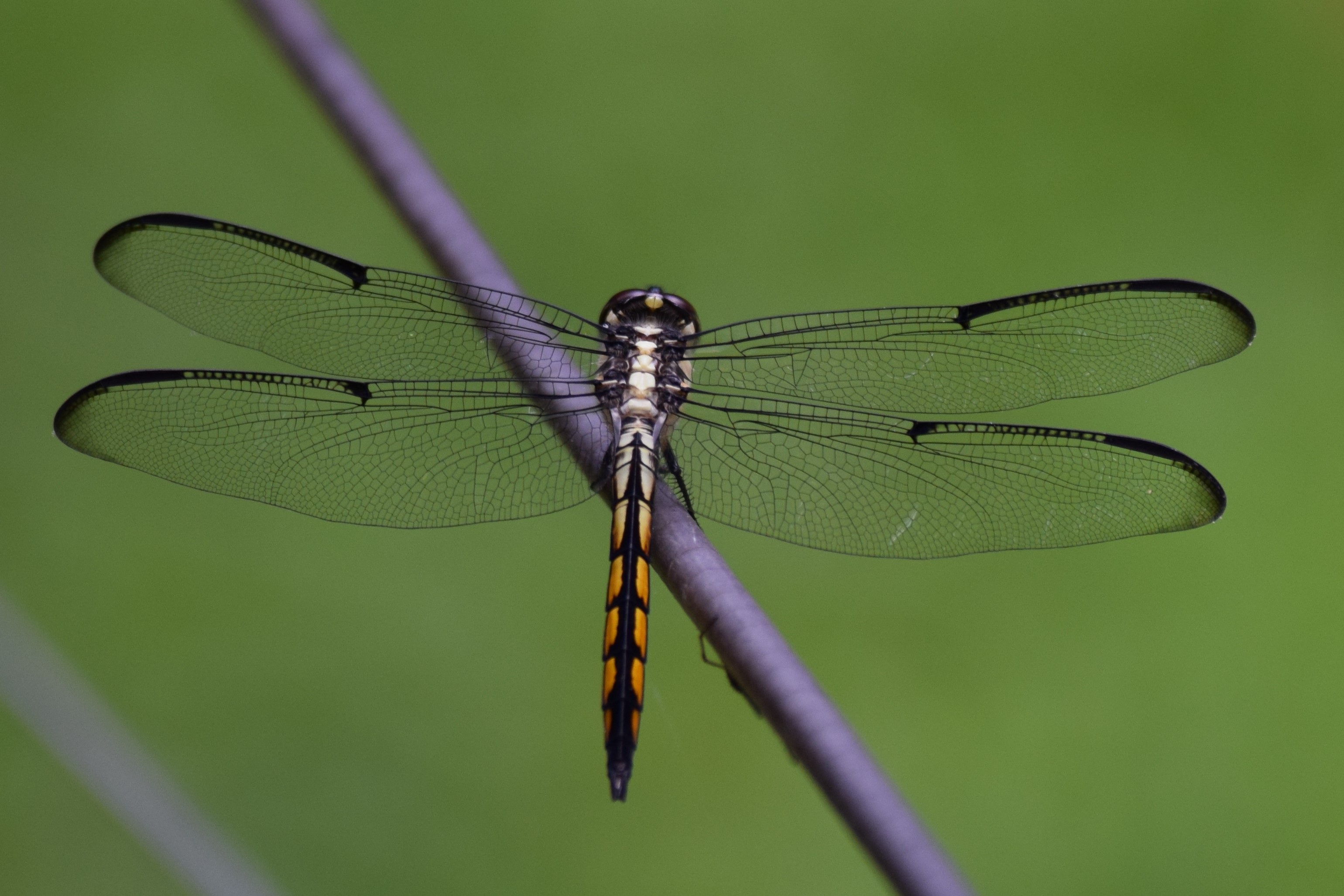 bug, beauty in nature, eye, outdoor, summer, plant, insect, wild, animal wing, nature, animal body part, body, outdoors, wing, resting, black, green, close, HD Wallpaper