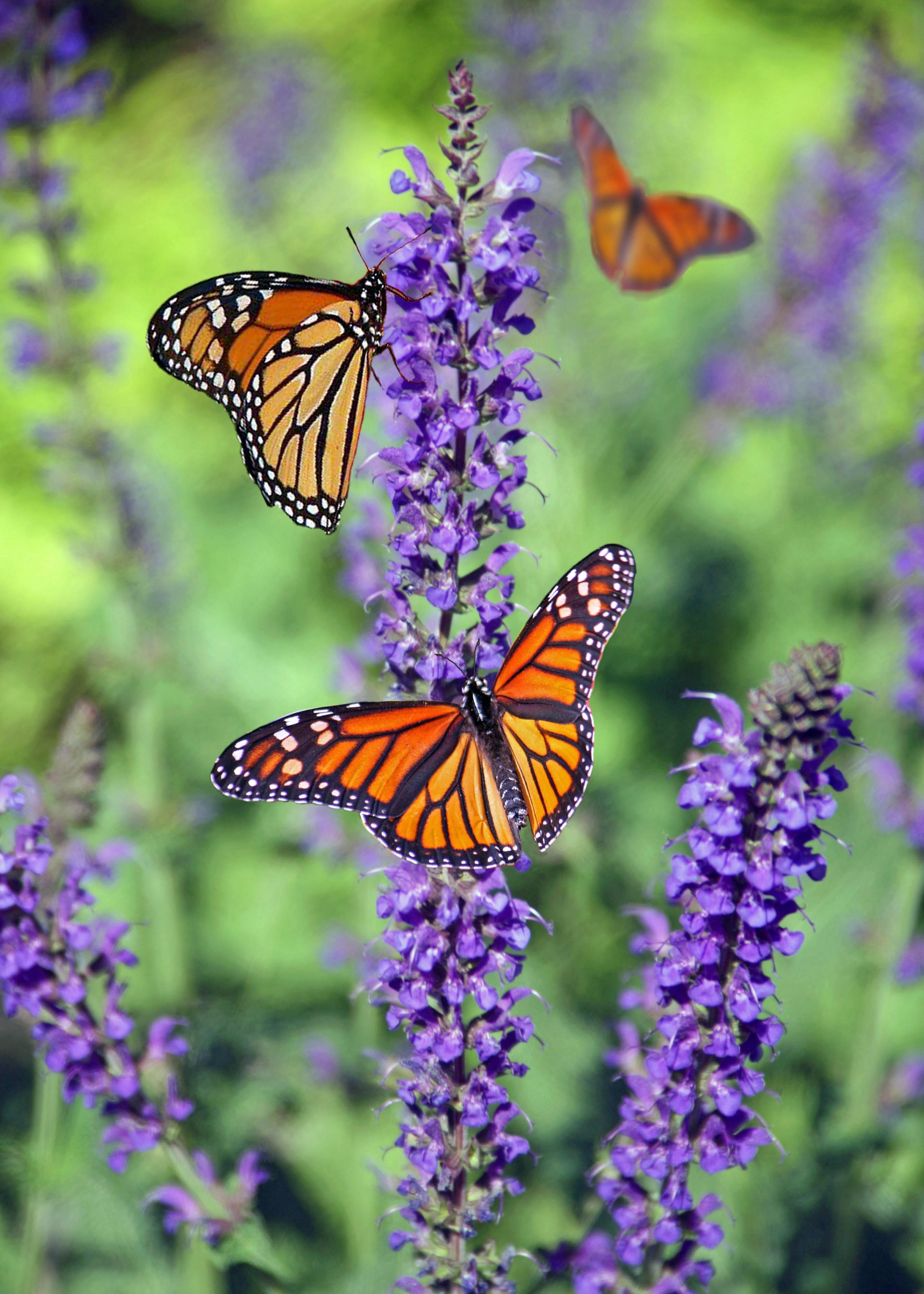 butterfly - insect, pollination, animal themes, nature, lavander, flowering plant, fly, one animal, animals in the wild, colors, flowers, 2K, wild, insect, Phone HD Wallpaper