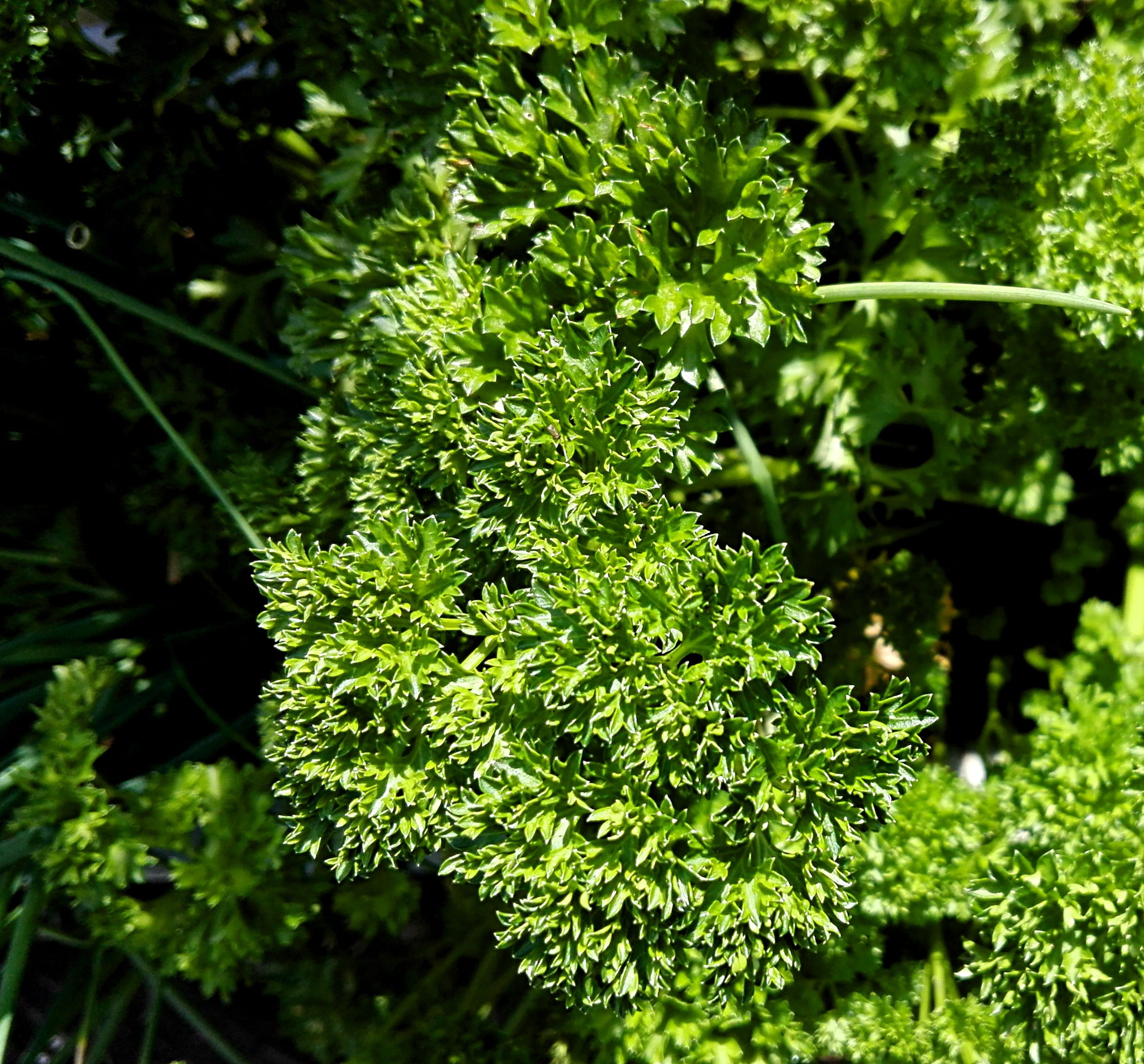 focus on foreground, outdoors, culinary herbs, herbs, growth, selective focus, day, food, nature, close-up, no people, food and drink, green, tree, land, HD Wallpaper