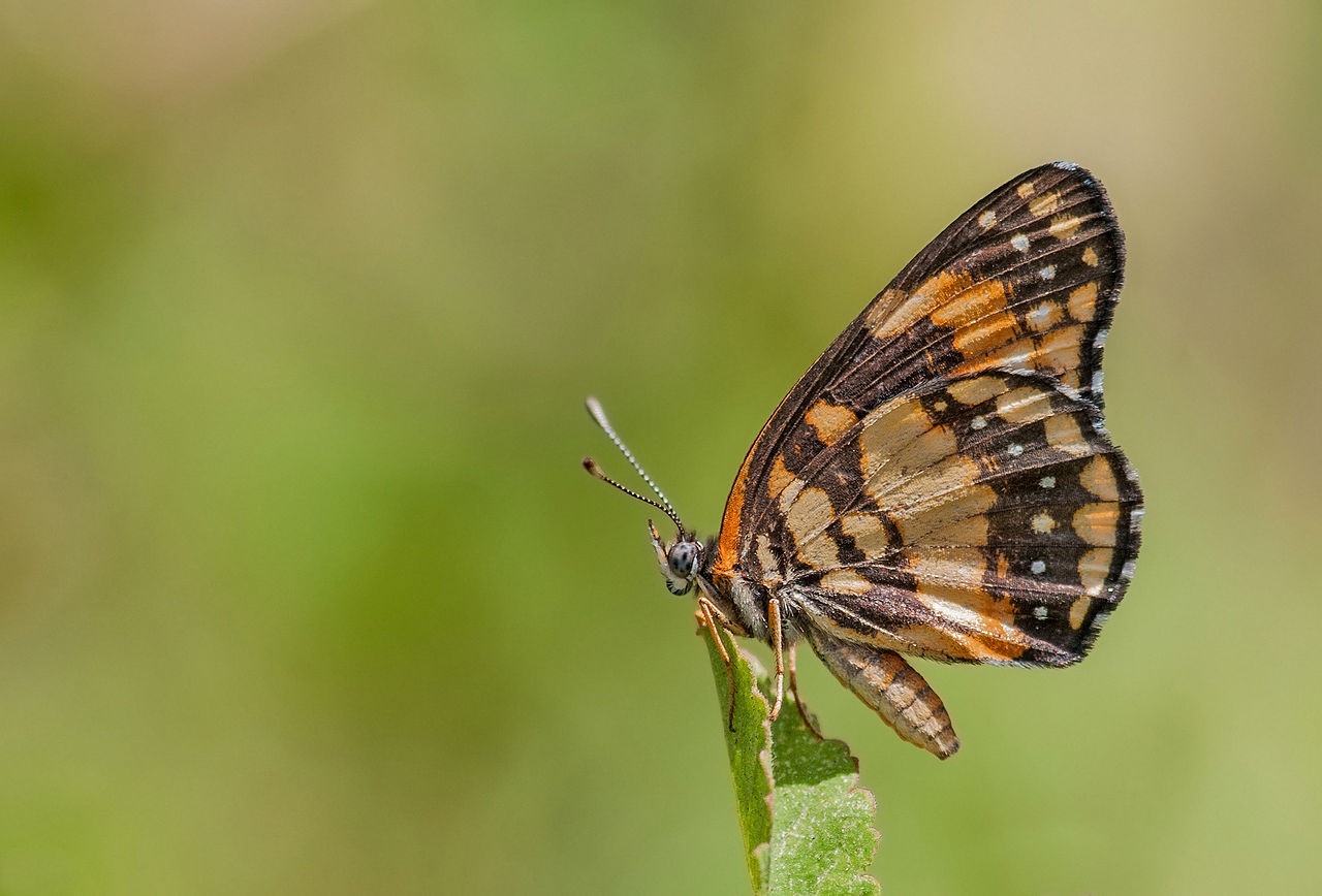 one animal, biological, alive, 720P, day, design, life, butterfly - insect, species, plant, wildlife, animal wing, flower, animals in the wild, close-up, HD Wallpaper