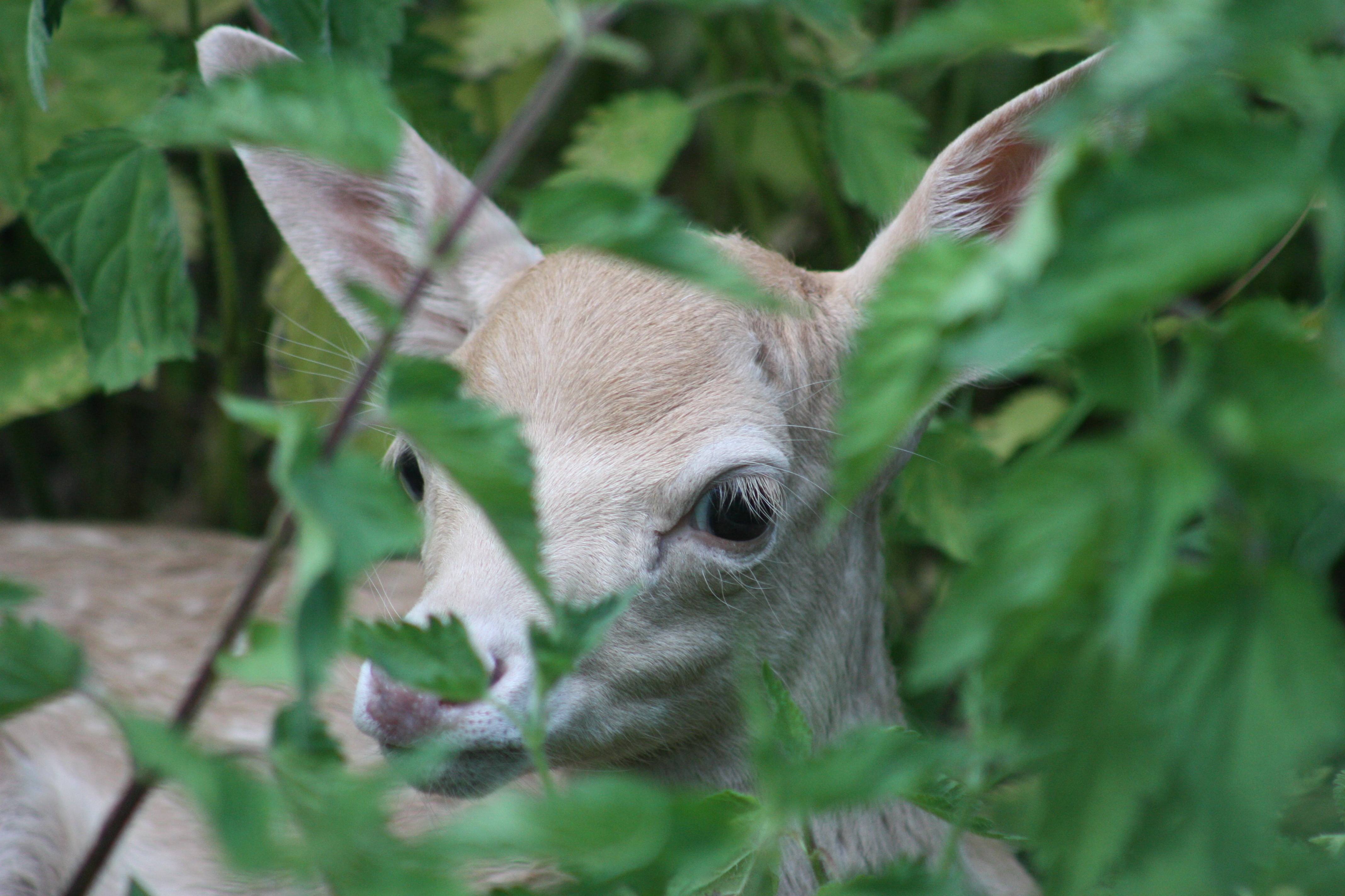 bambi, herbivorous, domestic animals, hiding, enclosure, plant part, 4K, green, young, fallow deer, pets, no people, stinging nettles, animal body part, HD Wallpaper
