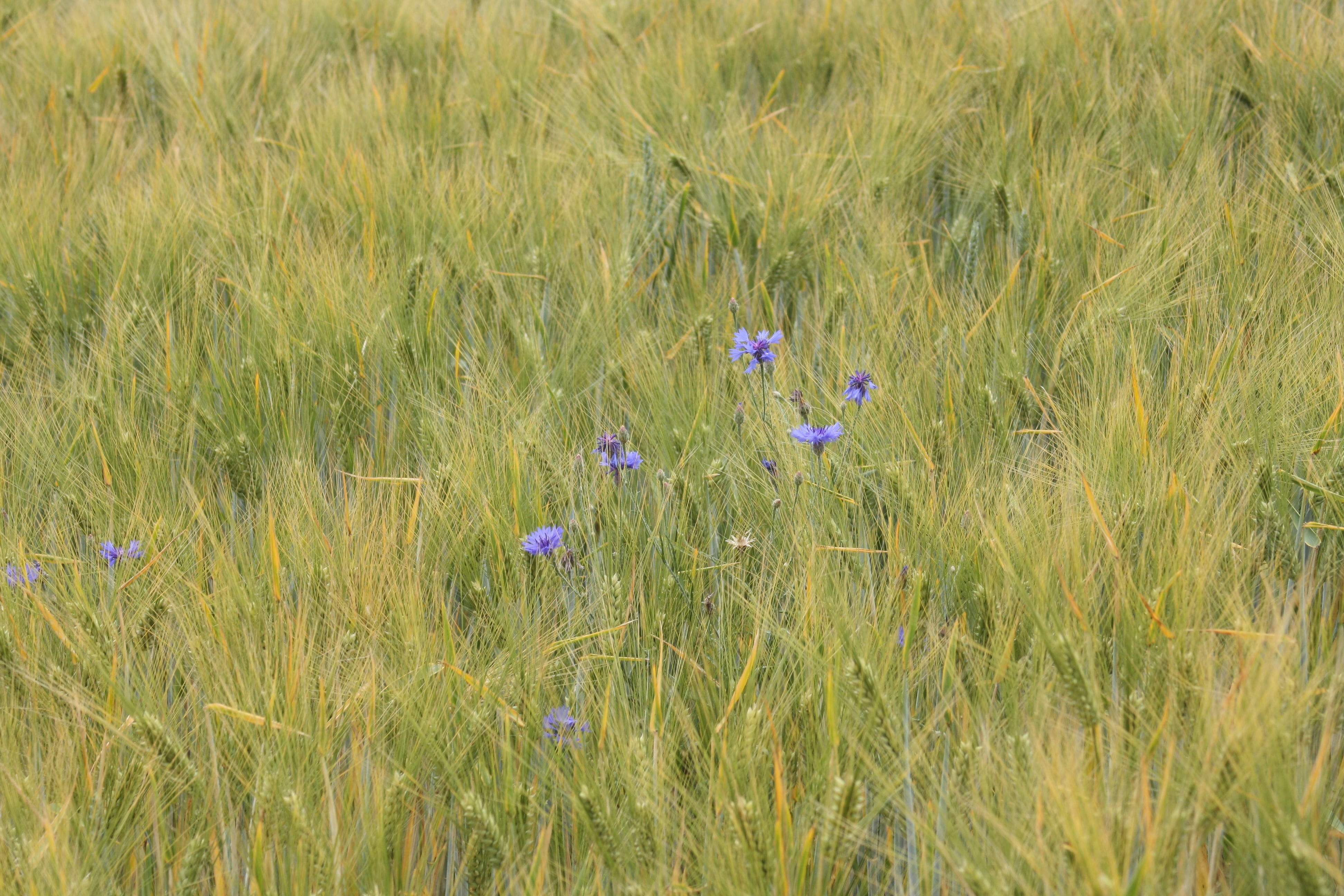 day, biological, petal, grass, no people, flower, barley, tender, plant, agriculture, land, flower head, bright, harvest, cornflowers, fragility, vulnerability, HD Wallpaper