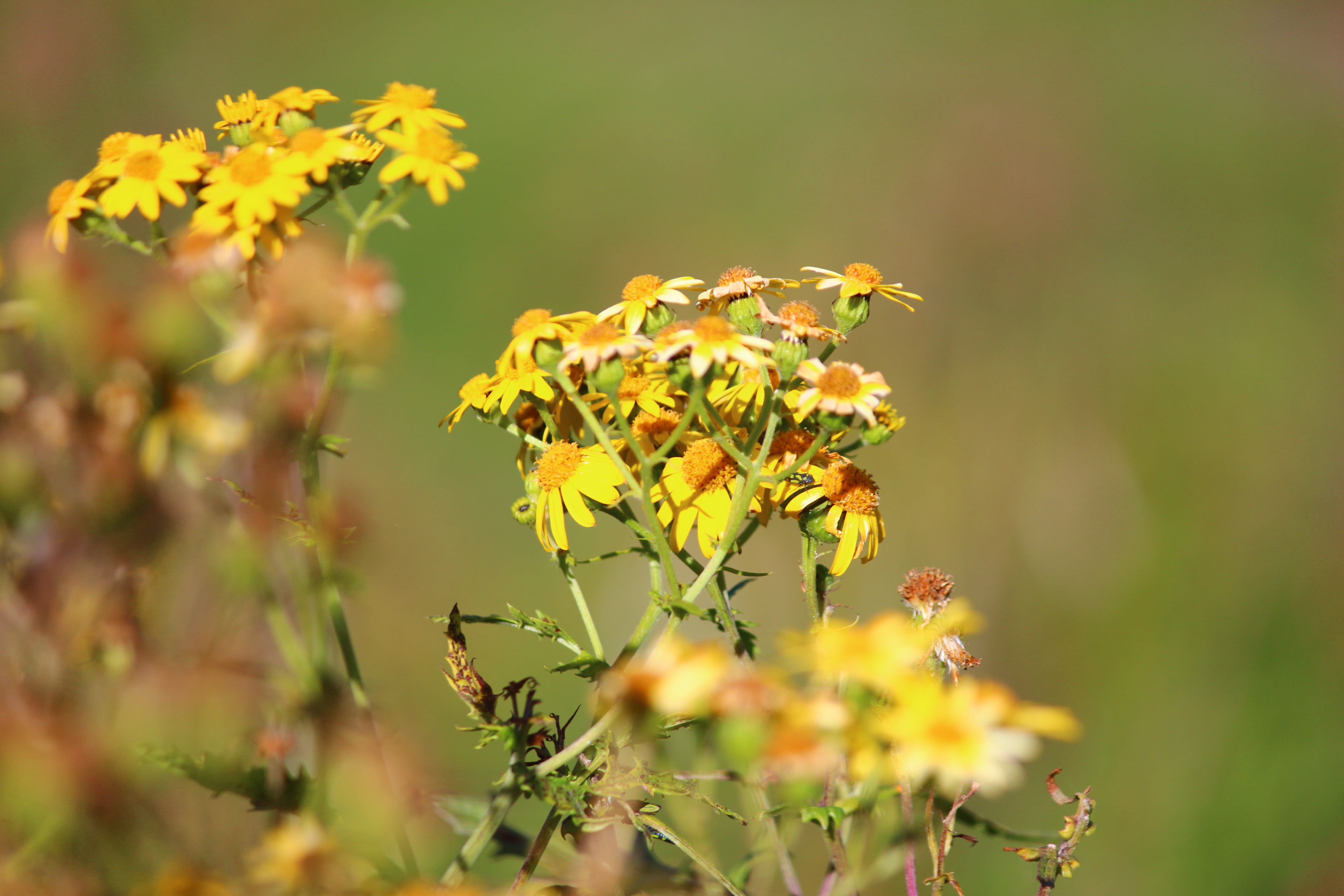 bloom, yellow, flower head, animal wildlife, royalty, selective focus, pointed flower, plant, close-up, happy, flowering plant, outdoors, freshness, vulnerability, HD Wallpaper
