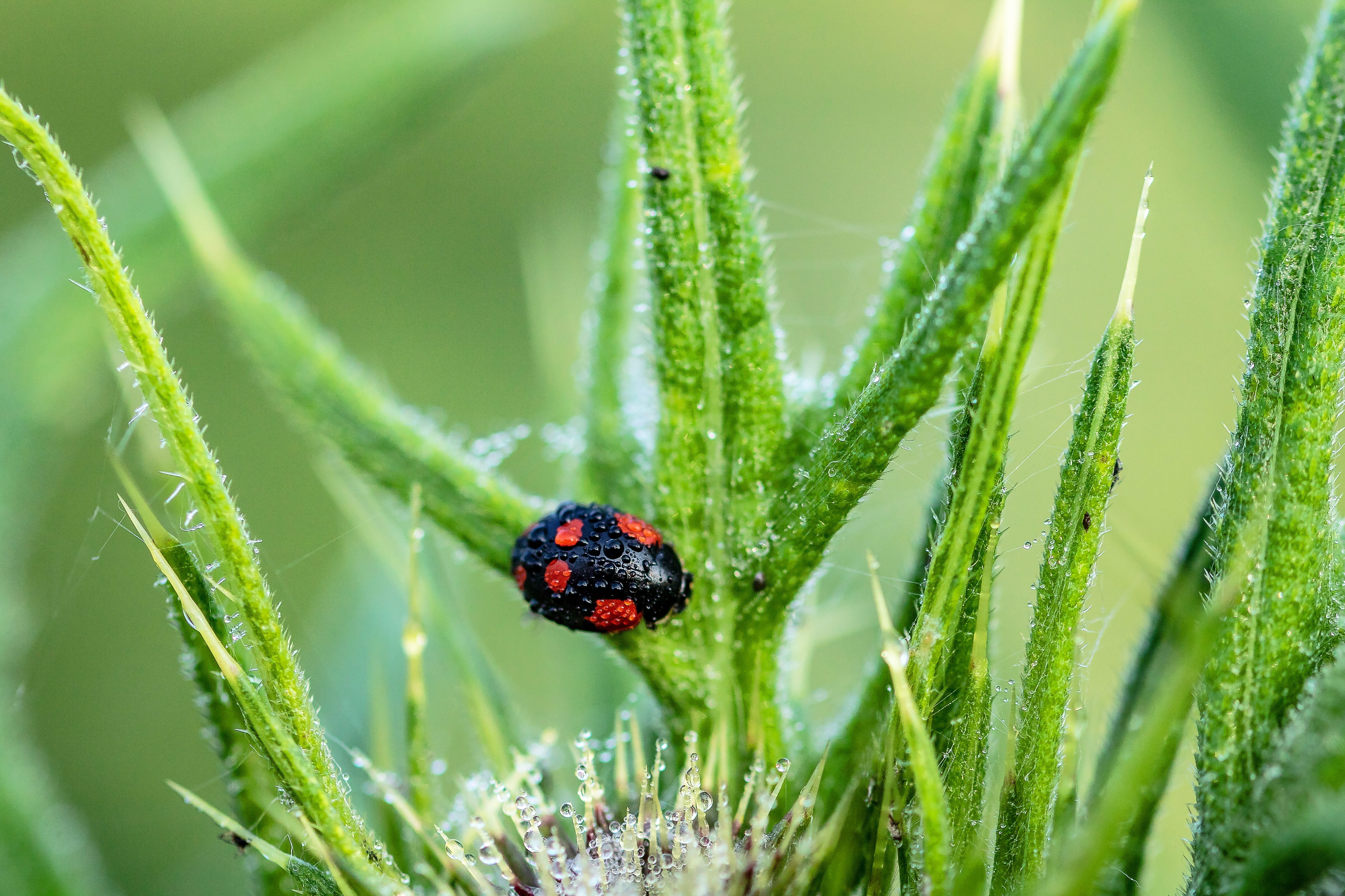 5K, selective focus, harmonia axyridis, a lot of colored, animals in the wild, food intake, animal themes, asian ladybug, close-up, wet, invertebrate, HD Wallpaper