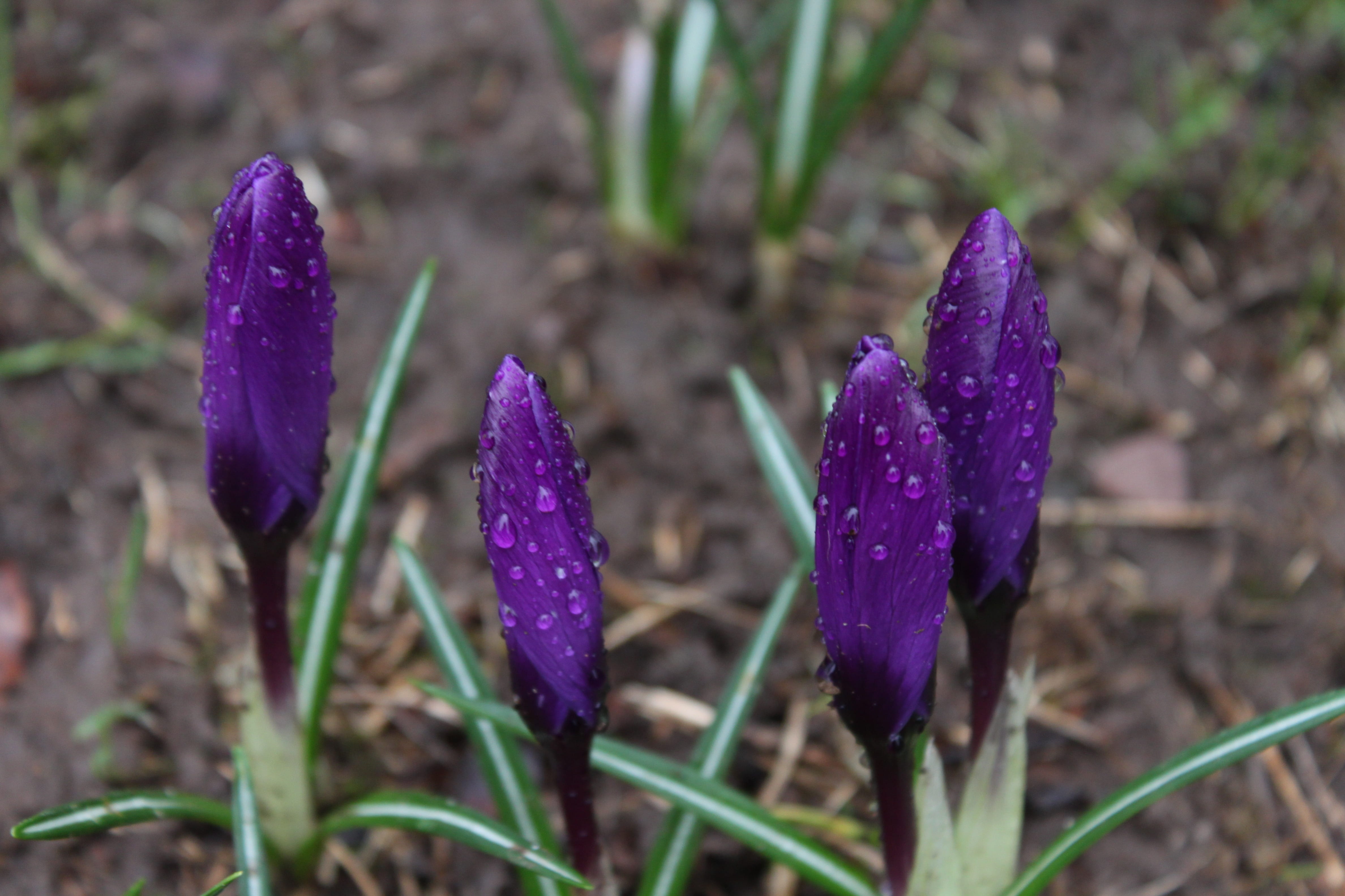 fragility, stem, delicate, flowers, Purple Flower, outdoors, land, field, fresh, plant, freshness, botanical, stalk, aromatherapy, flower, day, outdoor, HD Wallpaper